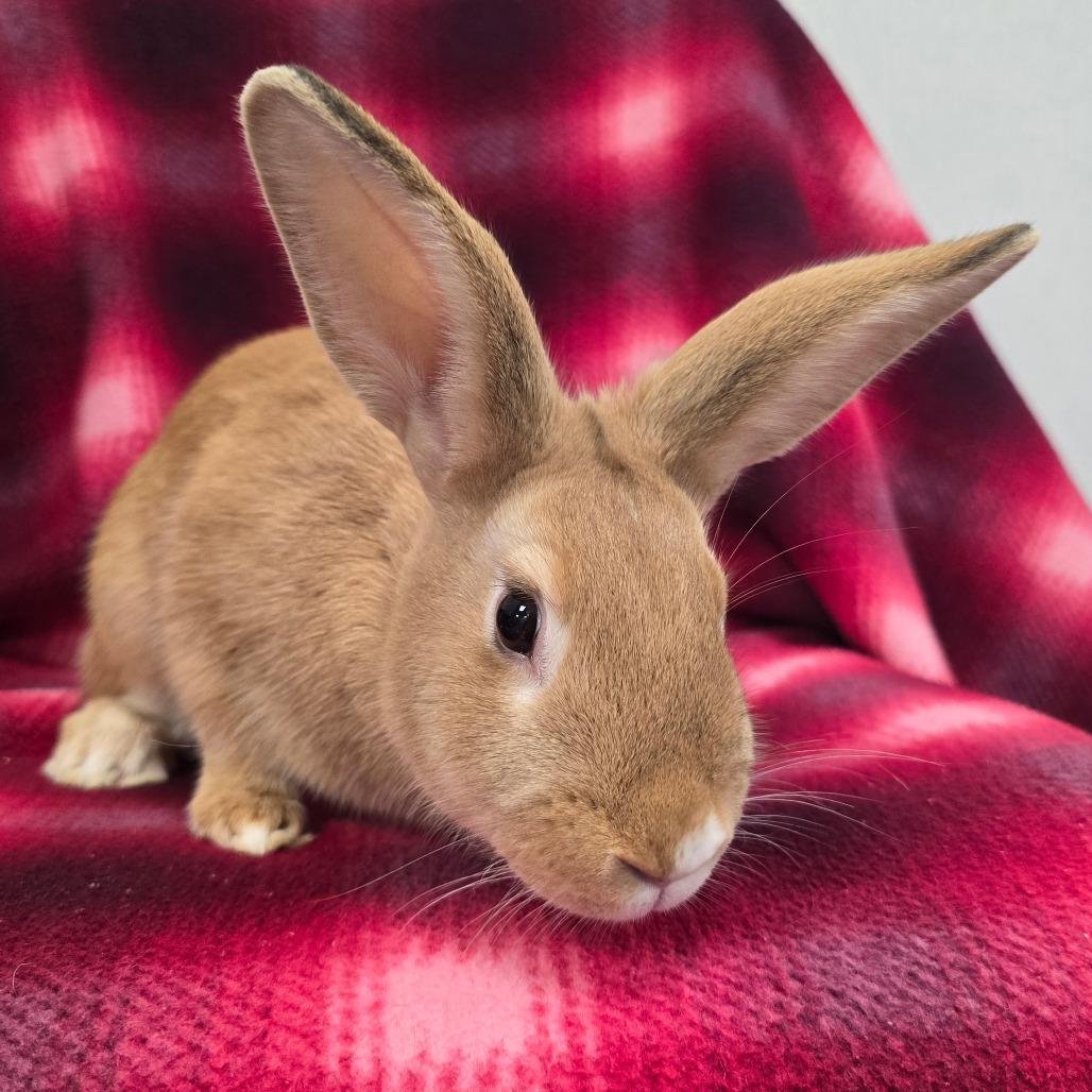 Patches, Adoptable, Young Female American.