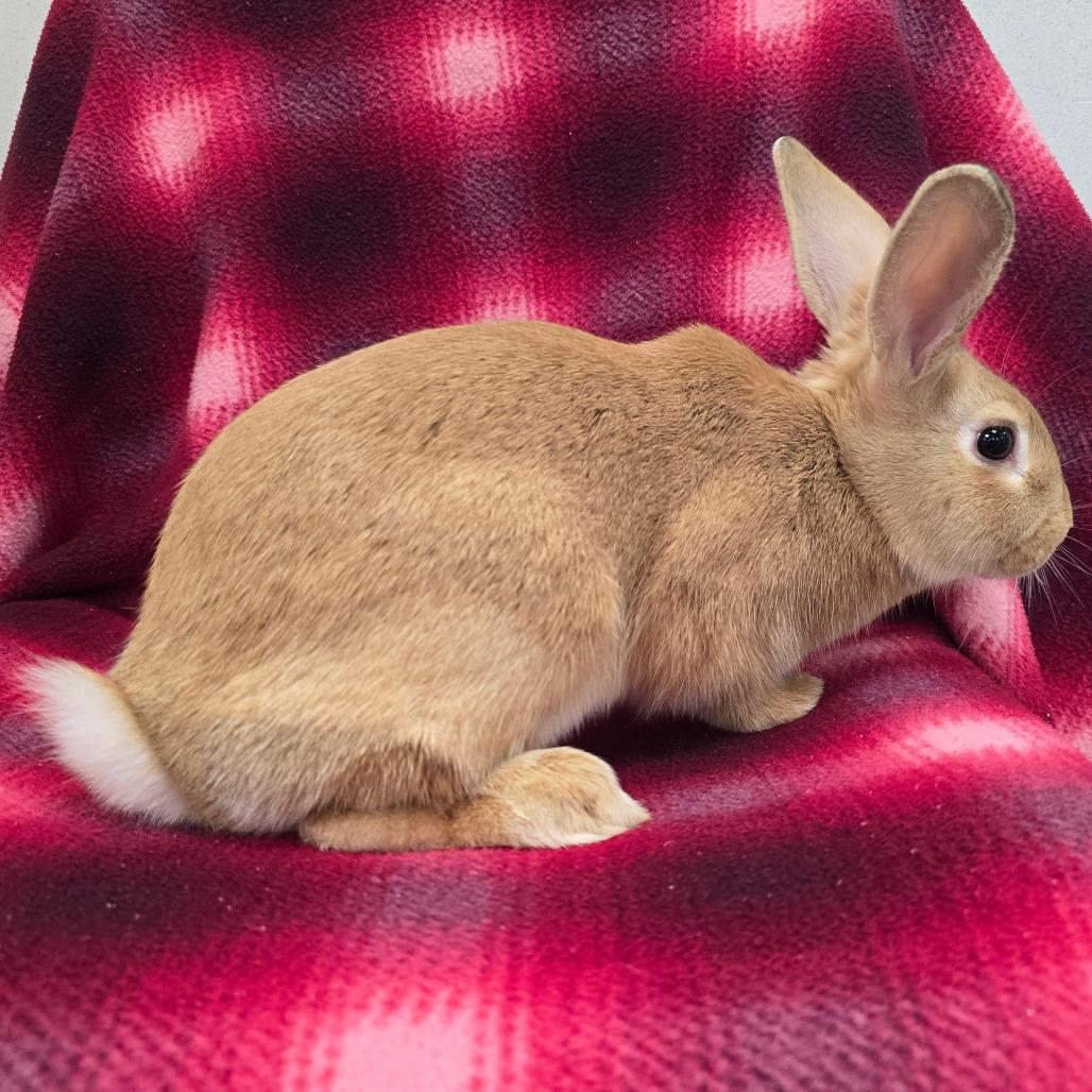 Patches, a Adoptable American in Evansville, IN image 2/6