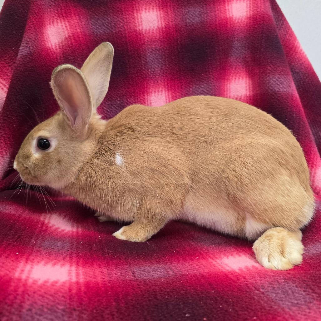 Patches, a Adoptable American in Evansville, IN image 3/6