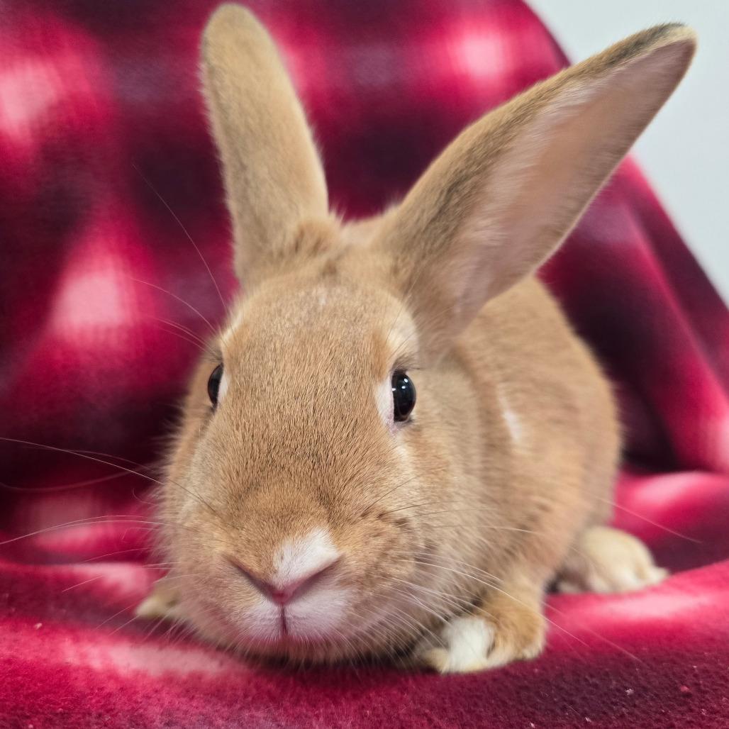 Patches, a Adoptable American in Evansville, IN image 5/6