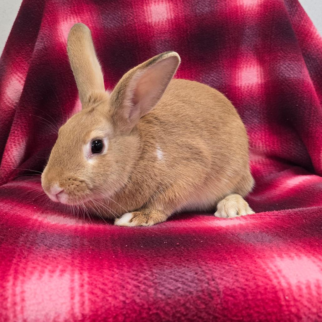 Patches, a Adoptable American in Evansville, IN image 6/6