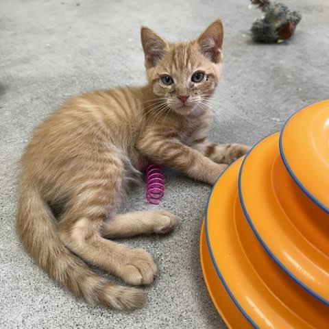 Dopey, Adoptable, Kitten Male Domestic Short Hair.