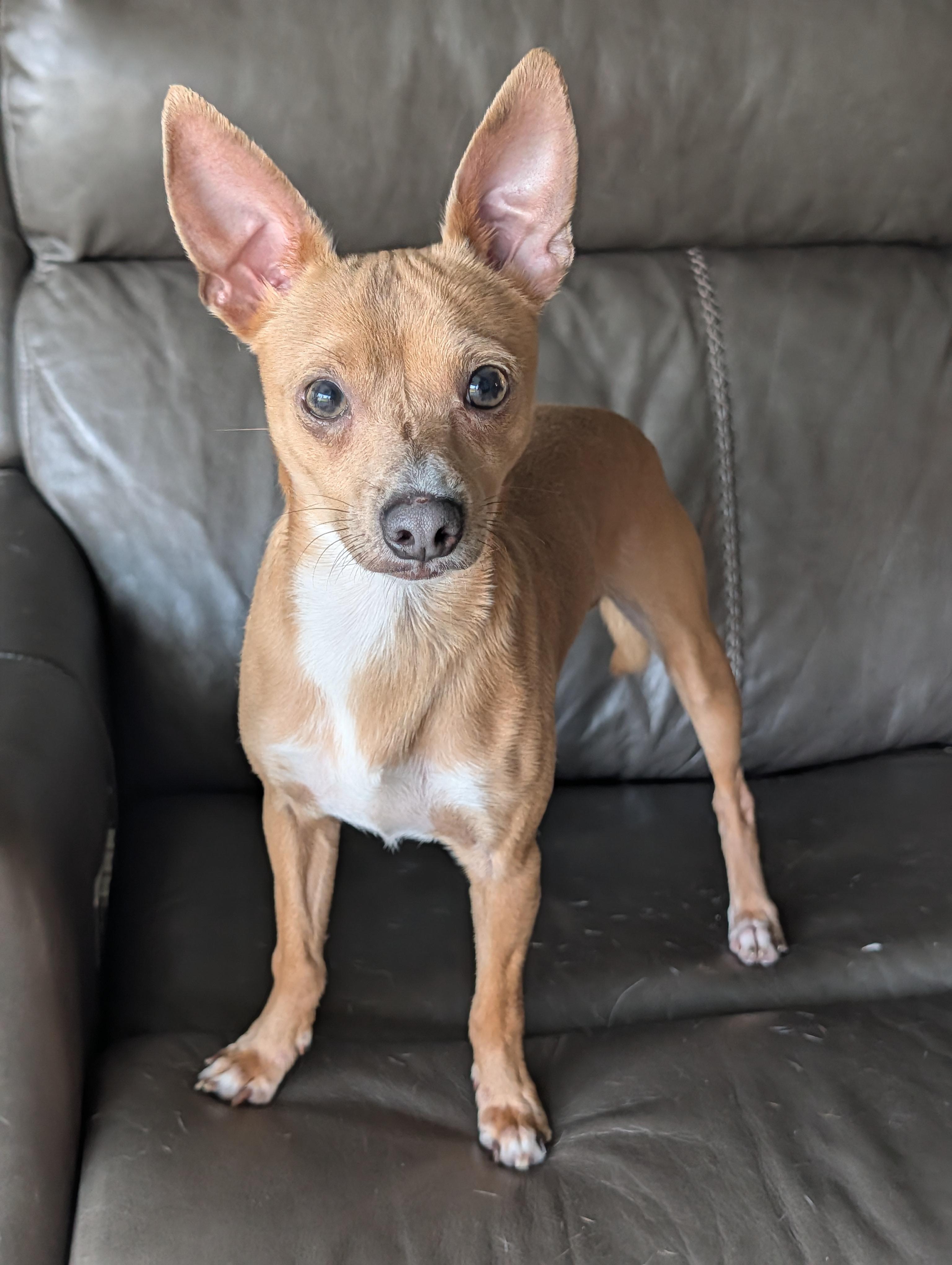 Enlarge Vance, a Adoptable mixed breed in Baton Rouge, LA image 1/1