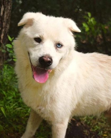 Enlarge Gemini, a Adoptable mixed breed in Morton Grove, IL image 1/1