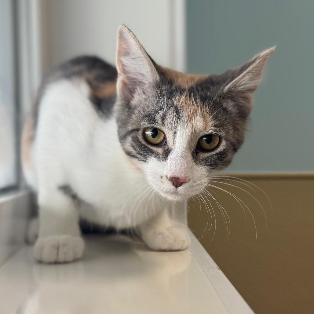 Firecracker, Adoptable, Young Female Domestic Short Hair.