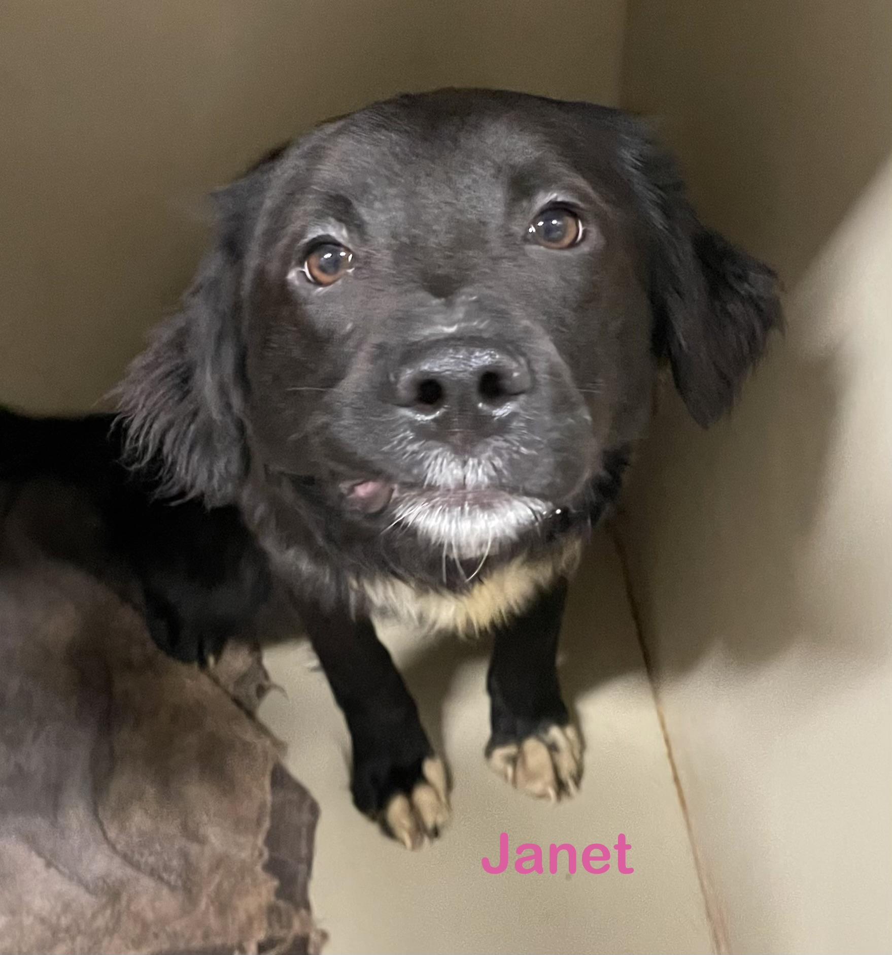 Enlarge Janet ADOPTED , an adopted mixed breed in Canton, OH image 2/3