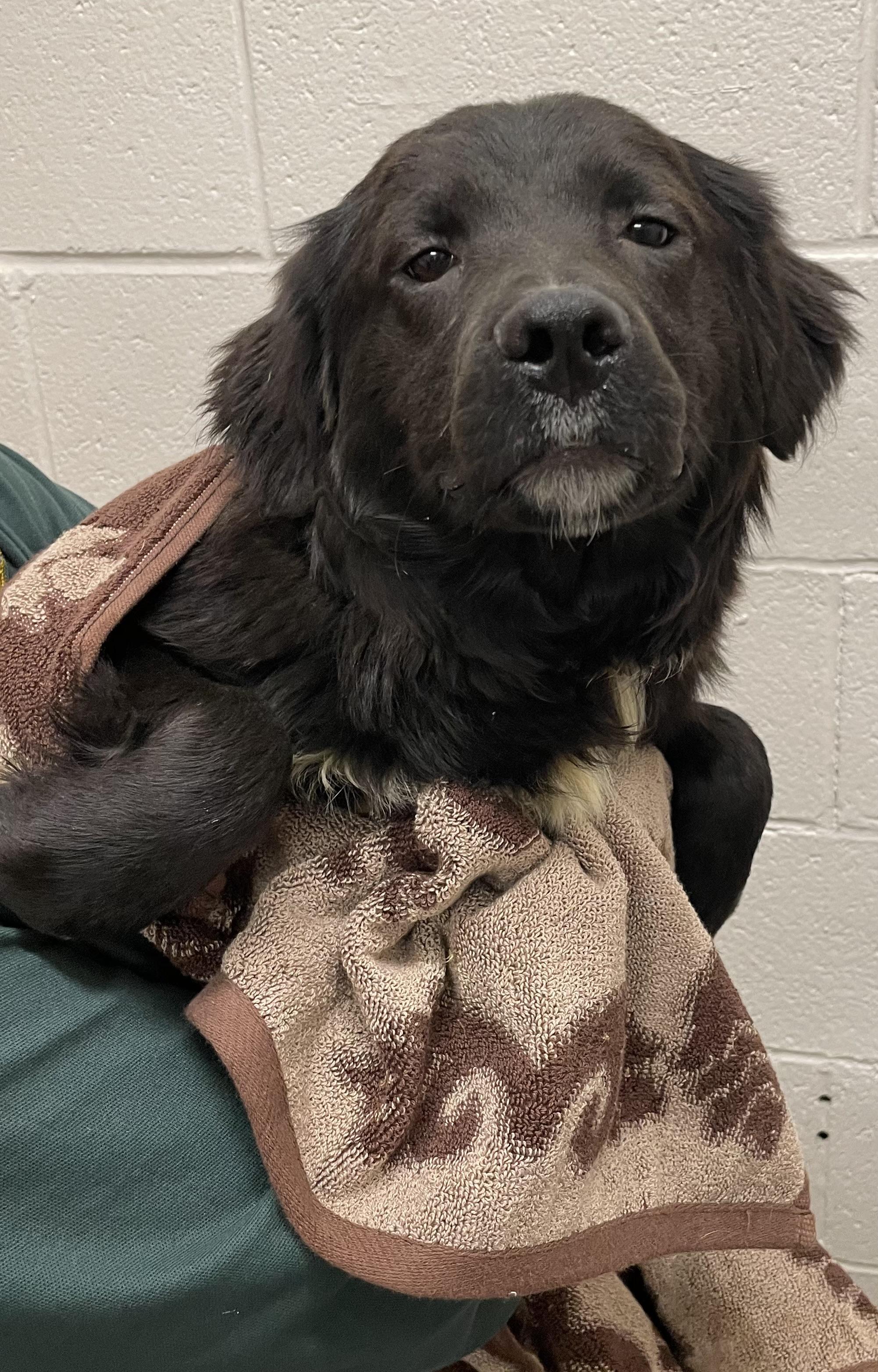 Enlarge Janet ADOPTED , an adopted mixed breed in Canton, OH image 1/3