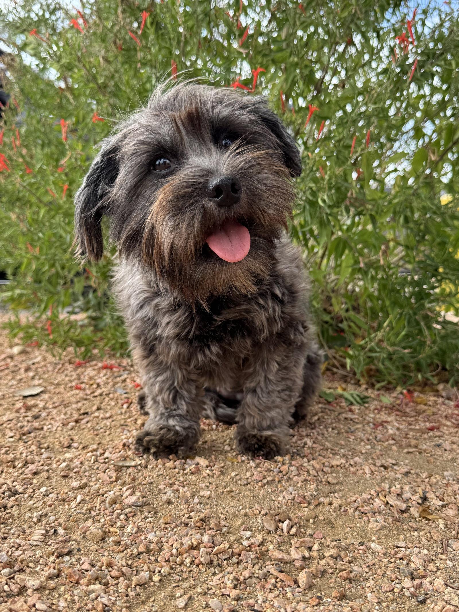 Luna, Adoptable, Adult Female Yorkshire Terrier & Schnauzer.