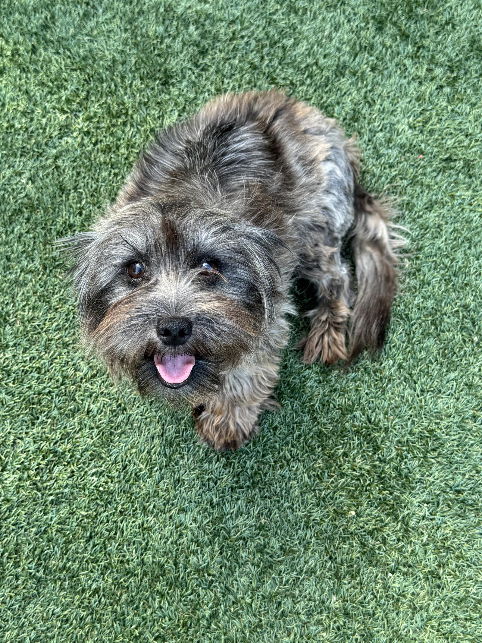 Enlarge Luna, a Adoptable mixed breed in Helotes, TX image 2/3