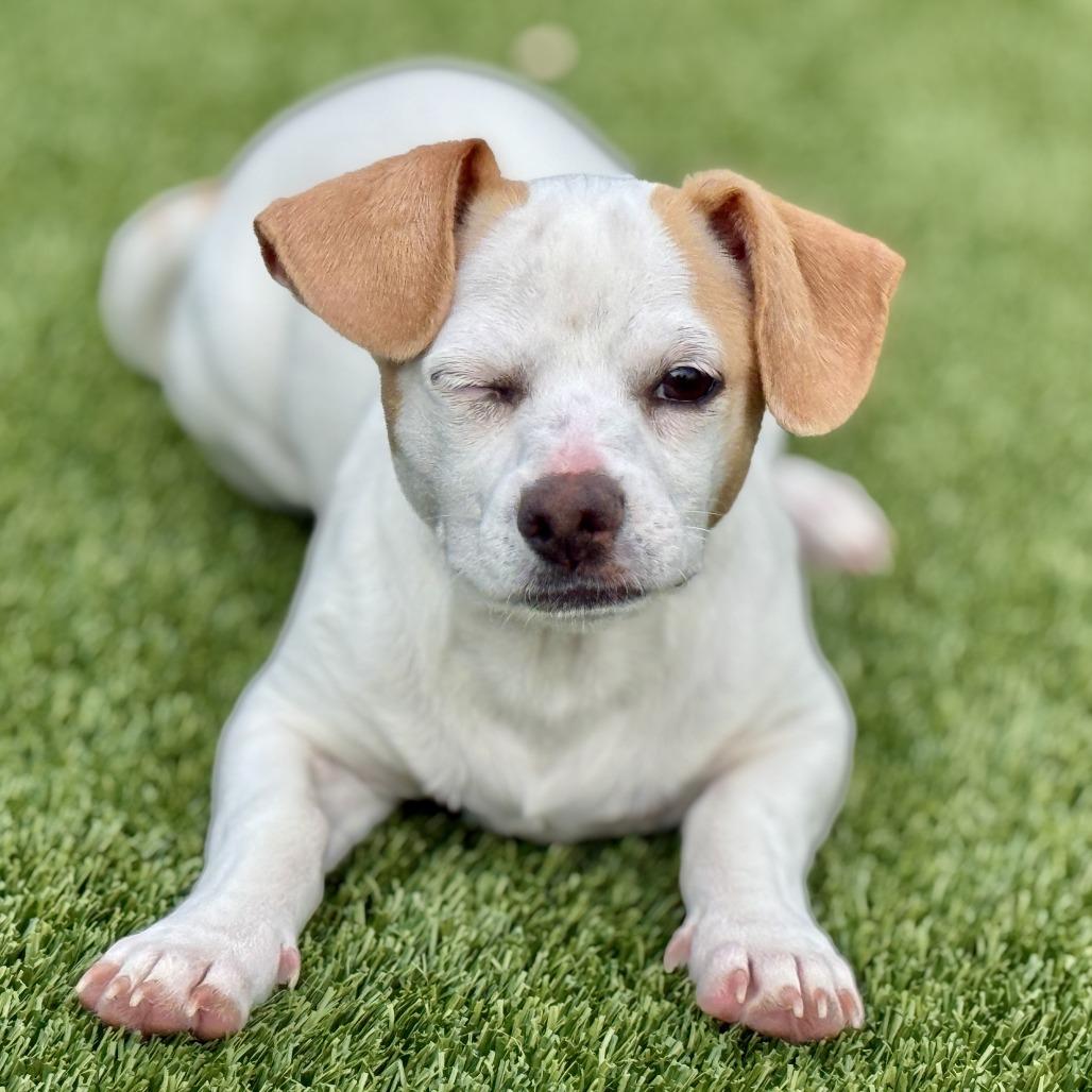 Enlarge Tundra - my mom is Icelyn and she is only 11 lbs, a Adoptable Chihuahua in San Antonio, TX image 3/5