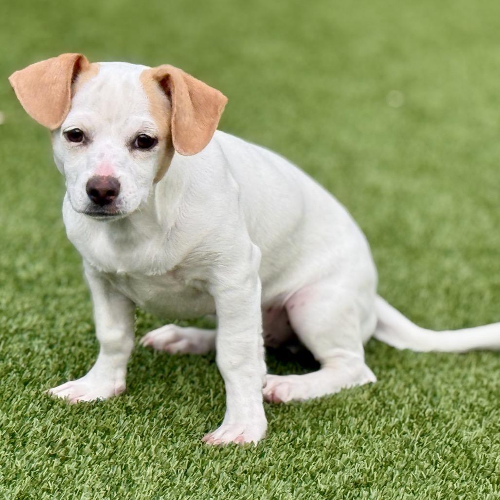 Tundra - my mom is Icelyn and she is only 11 lbs, Adoptable, Puppy Male Chihuahua.