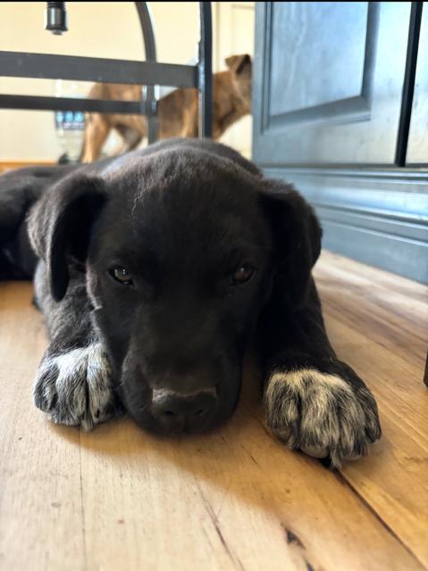 Tommy TOTO, Adoptable, Puppy Male Boxer & Australian Cattle Dog / Blue Heeler.