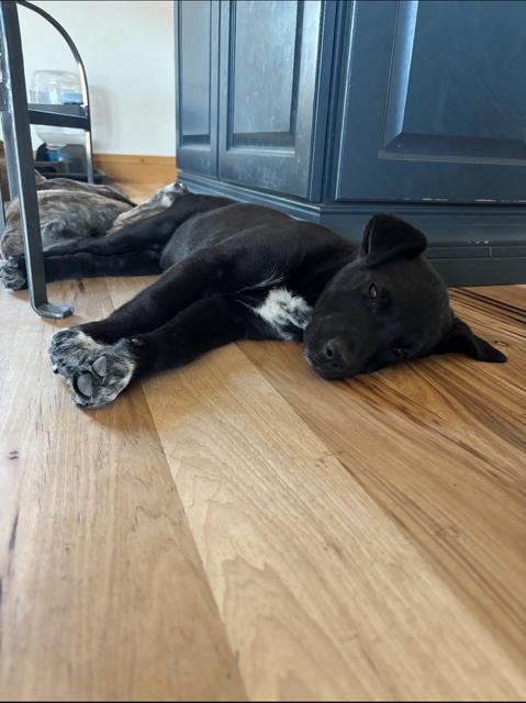 Tommy TOTO, a Adoptable mixed breed in Midway, UT image 3/3