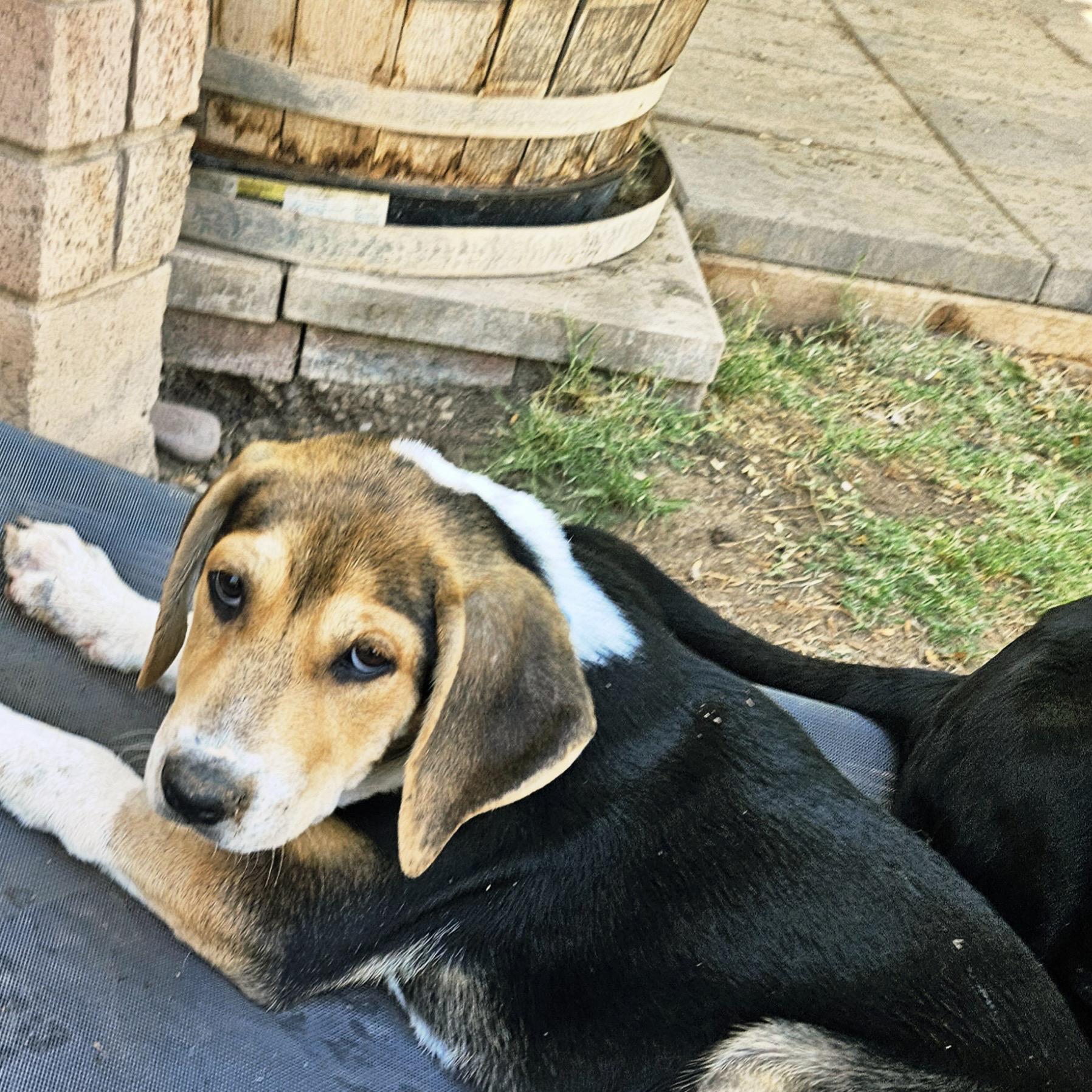 Enlarge Ziggy, a ADOPTABLE mixed breed in Gilbert, AZ image 2/2