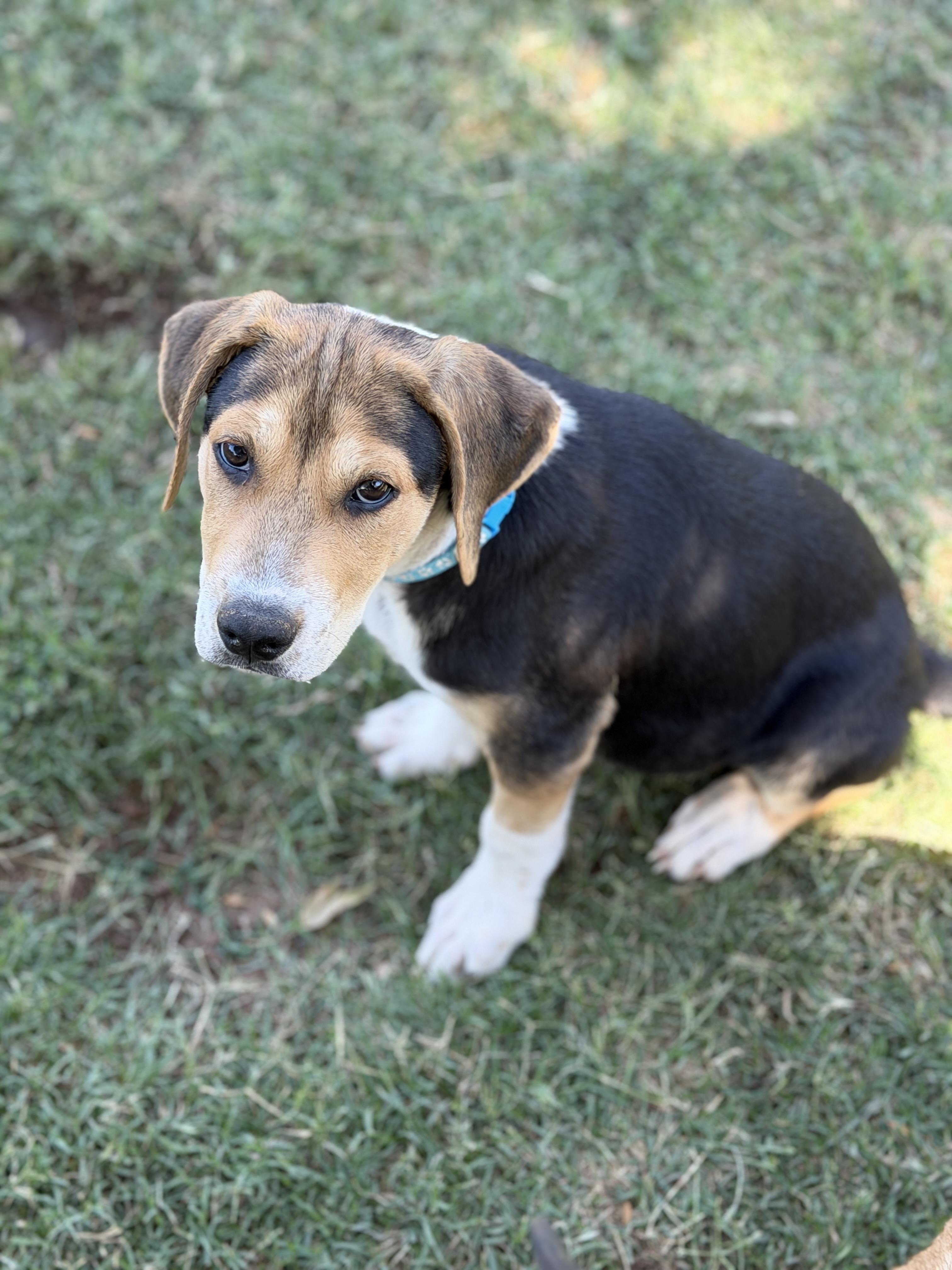 Ziggy, ADOPTABLE, Puppy Male Labrador Retriever.