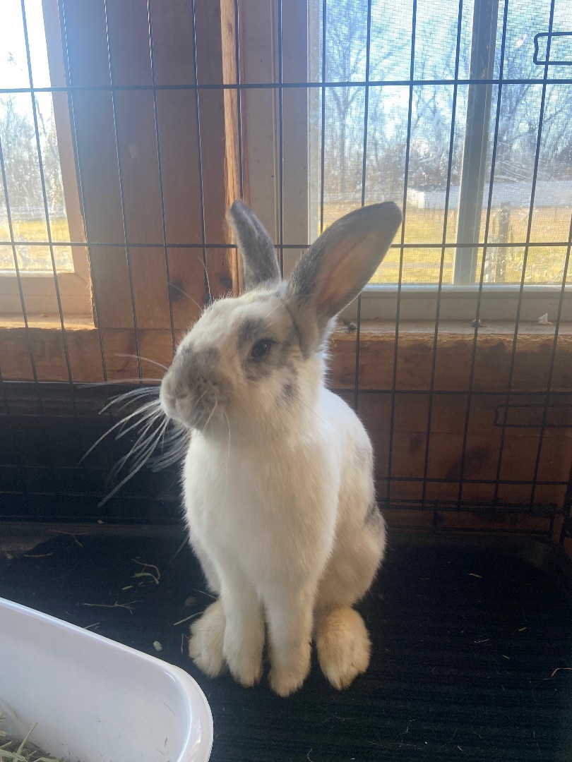 Enlarge Stinker, a Adopted Flemish Giant in South Windsor, CT image 1/3