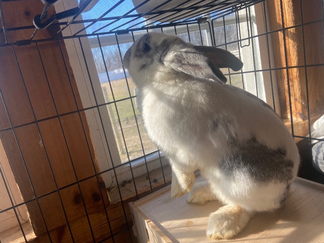 Enlarge Stinker, a Adopted Flemish Giant in South Windsor, CT image 3/3