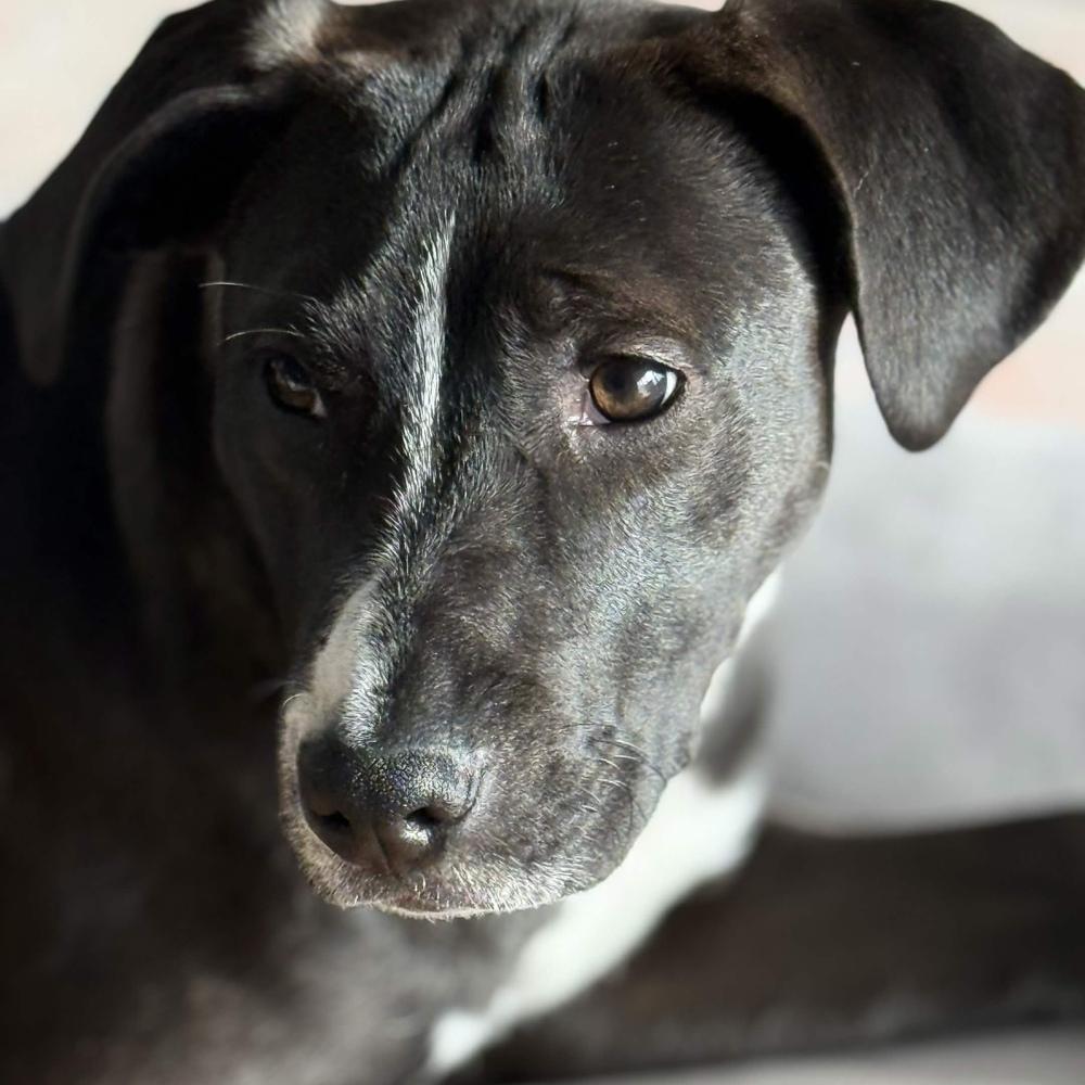 Enlarge Stevie Nicks (Rockstar Litter) - AVAILABLE, a Adoptable Pit Bull Terrier in Seattle, WA image 1/6