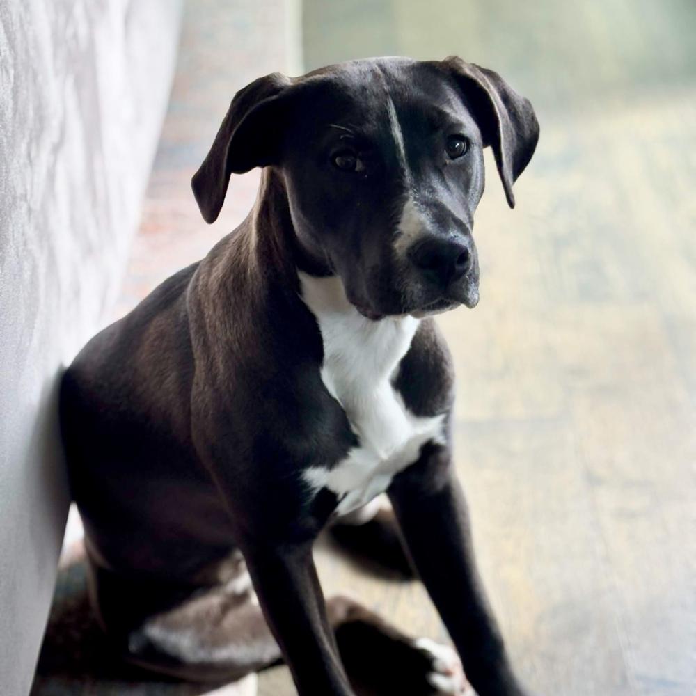 Enlarge Stevie Nicks (Rockstar Litter) - AVAILABLE, a Adoptable Pit Bull Terrier in Seattle, WA image 2/6