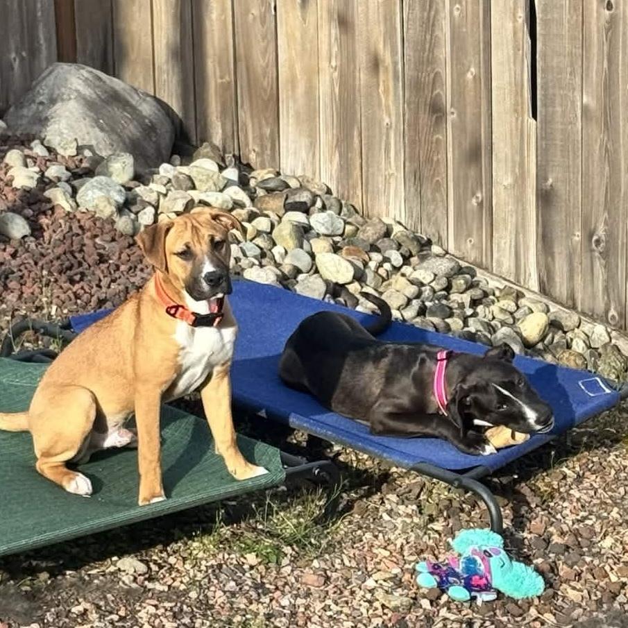 Enlarge Stevie Nicks (Rockstar Litter) - AVAILABLE, a Adoptable Pit Bull Terrier in Seattle, WA image 3/6