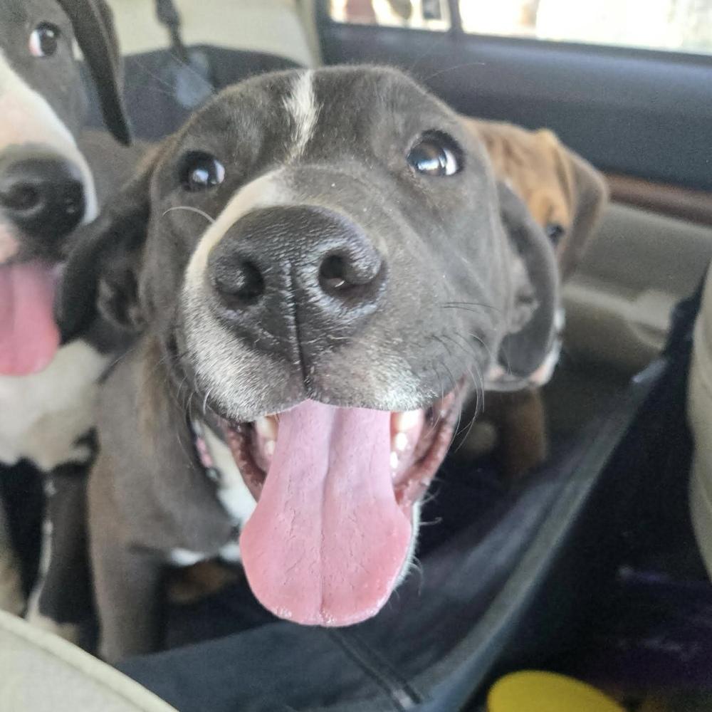 Enlarge Stevie Nicks (Rockstar Litter) - AVAILABLE, a Adoptable Pit Bull Terrier in Seattle, WA image 4/6