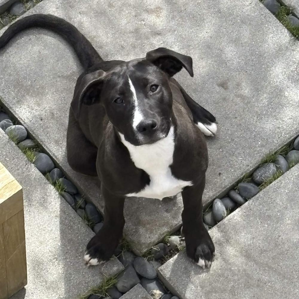 Enlarge Stevie Nicks (Rockstar Litter) - AVAILABLE, a Adoptable Pit Bull Terrier in Seattle, WA image 5/6