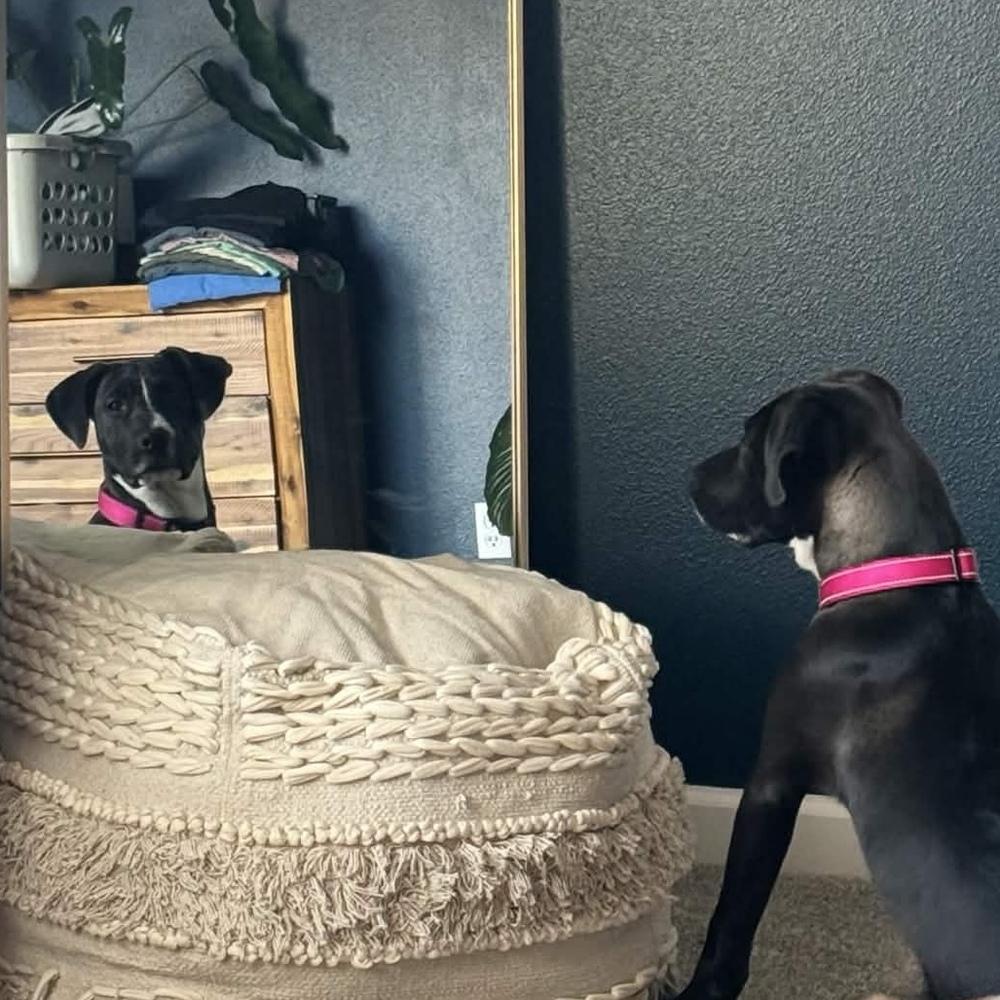 Enlarge Stevie Nicks (Rockstar Litter) - AVAILABLE, a Adoptable Pit Bull Terrier in Seattle, WA image 6/6