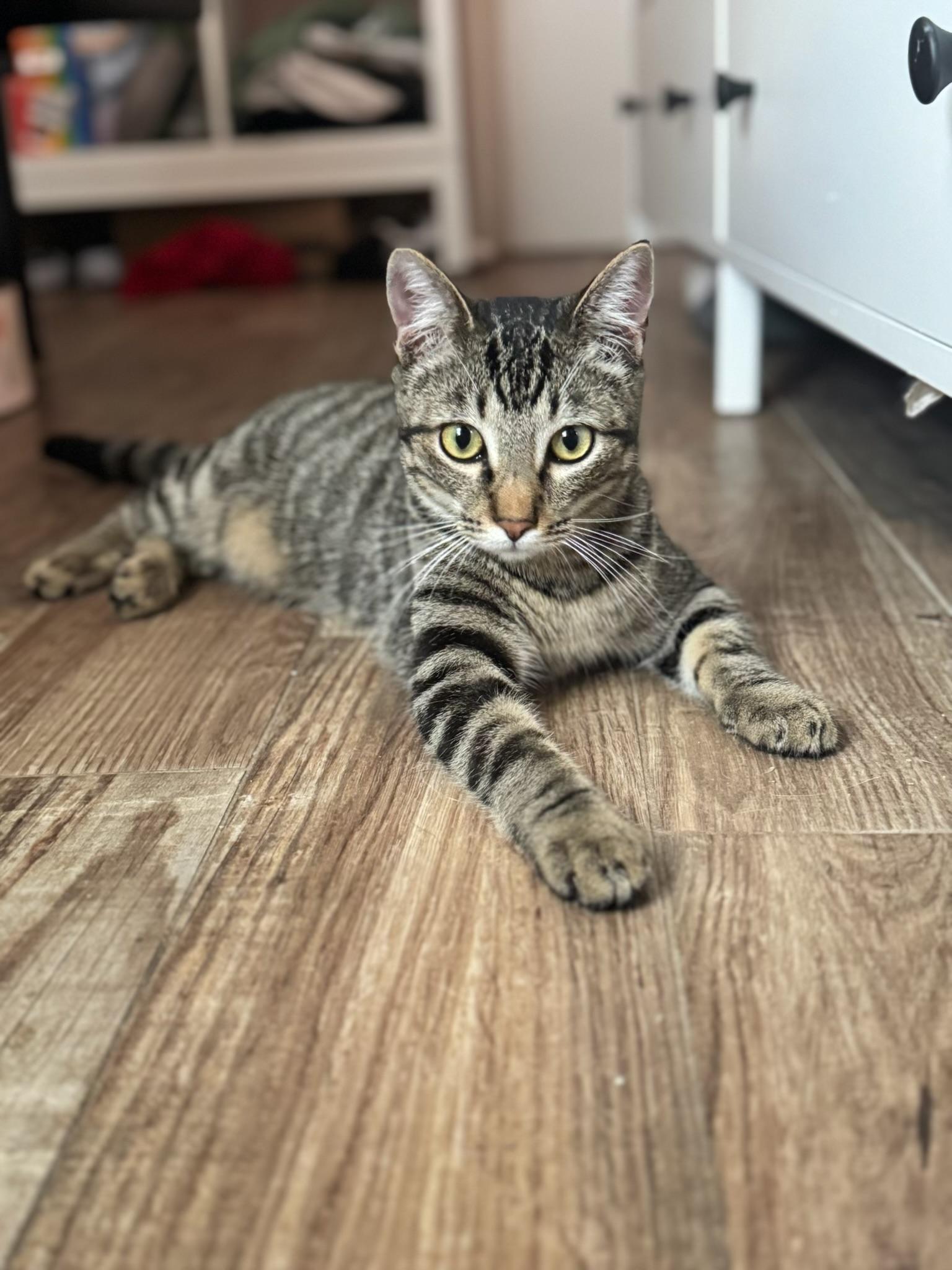 Alvin - Kuykendahl Petsmart, Adoptable, Adult Male Tabby & Domestic Short Hair.