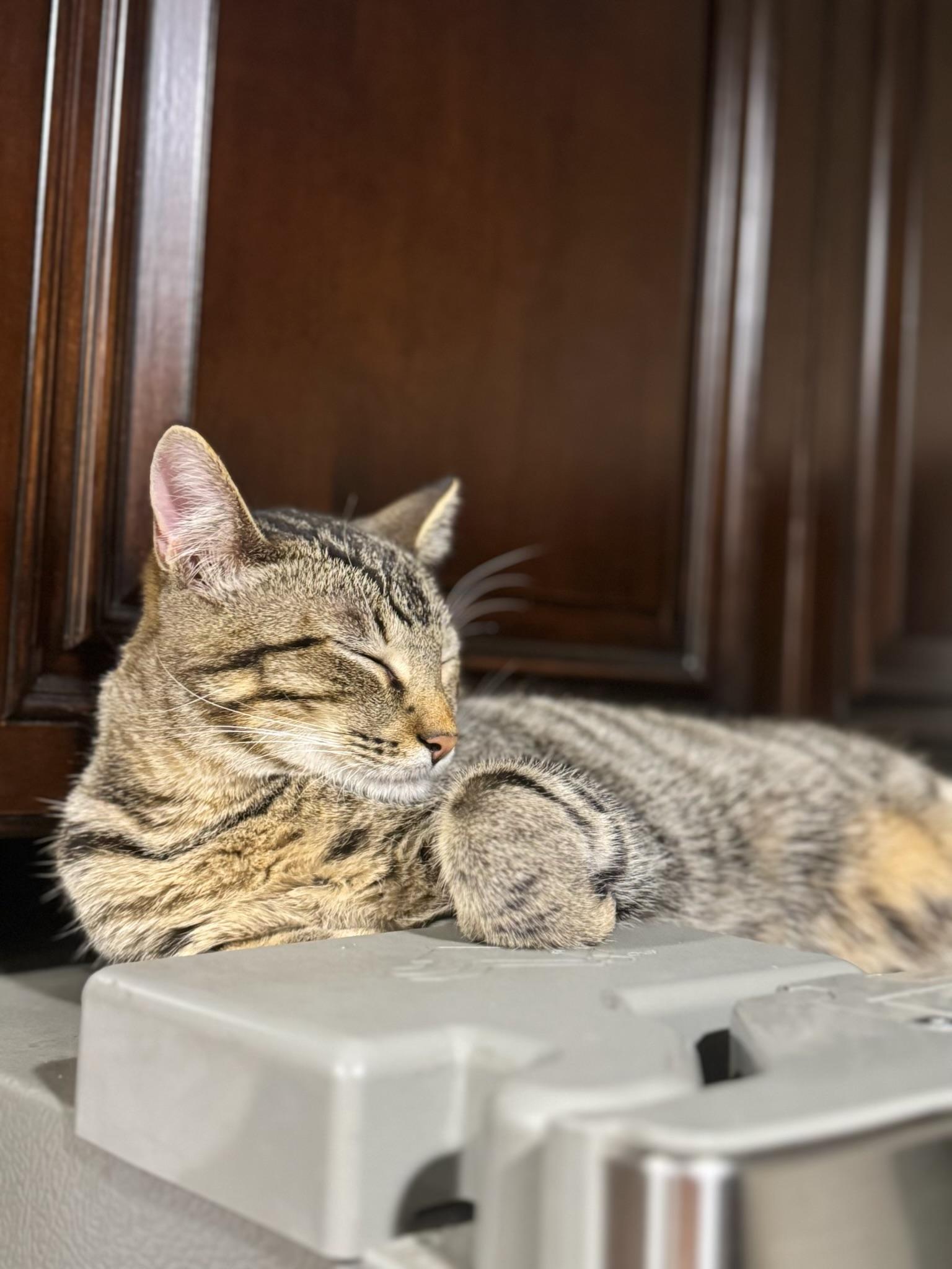 Enlarge Alvin - Kuykendahl Petsmart, a Adoptable mixed breed in Spring, TX image 2/4