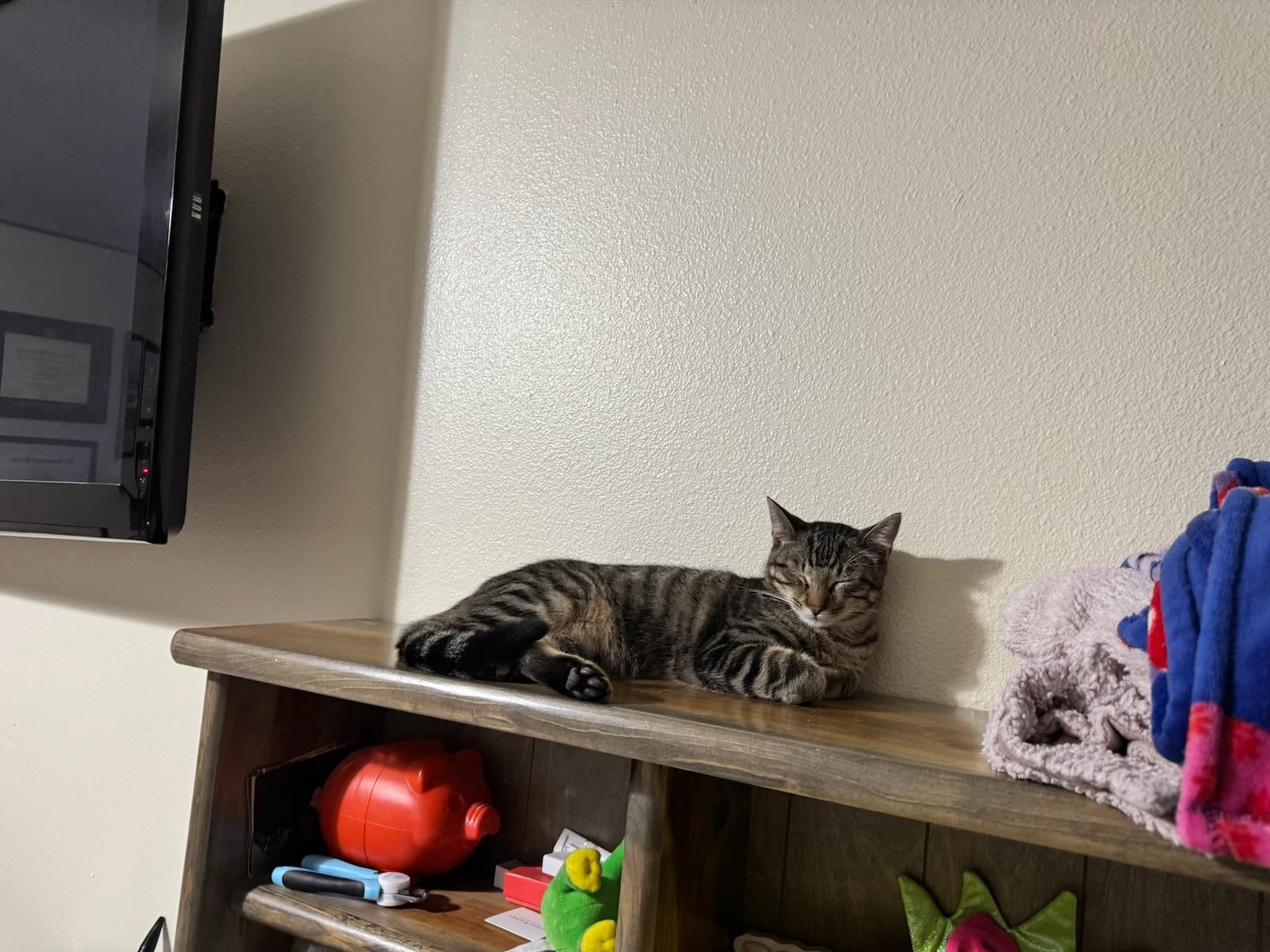 Alvin - Kuykendahl Petsmart, Adoptable, Adult Male Tabby & Domestic Short Hair.