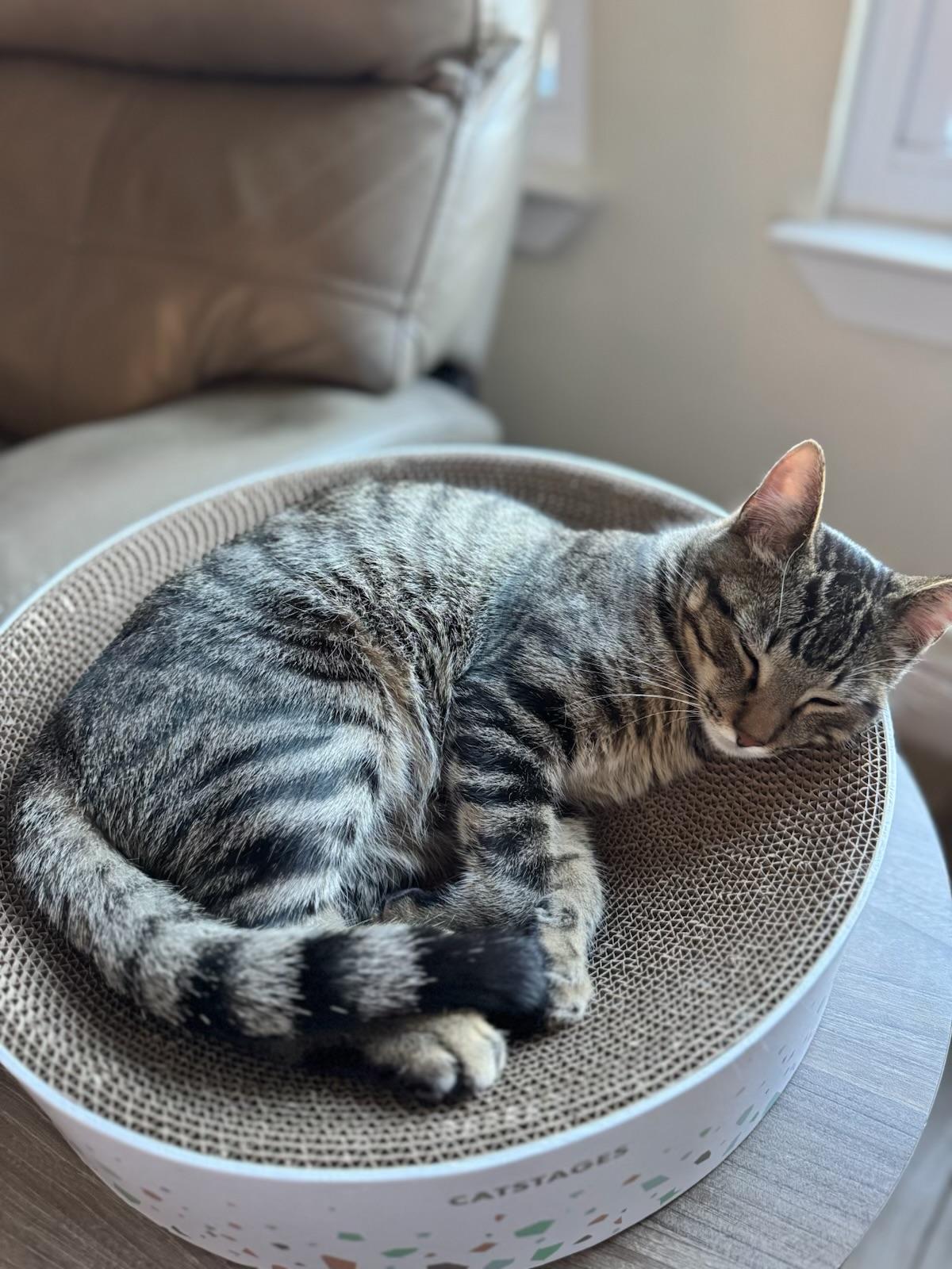 Alvin - Kuykendahl Petsmart, Adoptable, Adult Male Tabby & Domestic Short Hair.