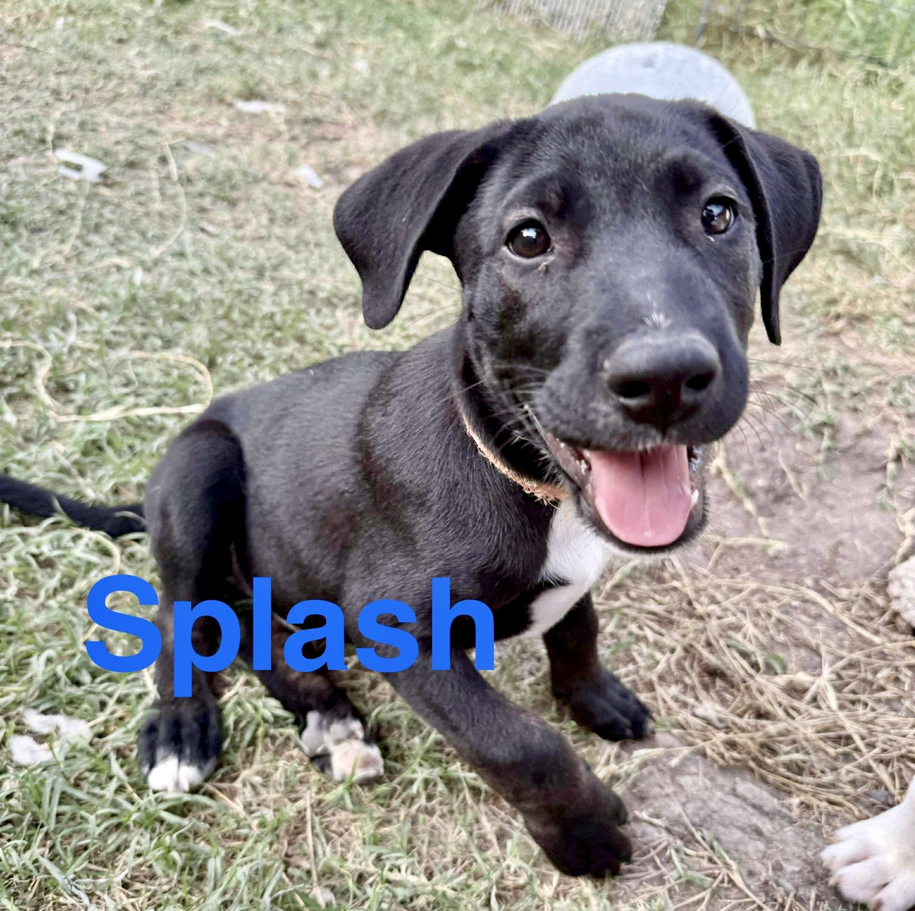 Splash