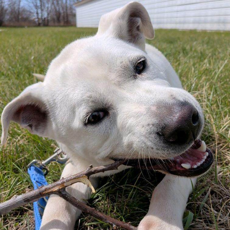 Enlarge Manny, a Adoptable mixed breed in Norfolk, NE image 3/5