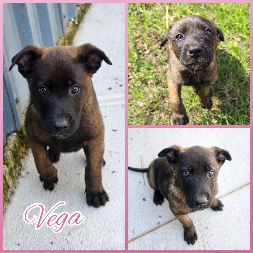 Enlarge Vega, an adopted mixed breed in Blacksburg, SC image 1/2