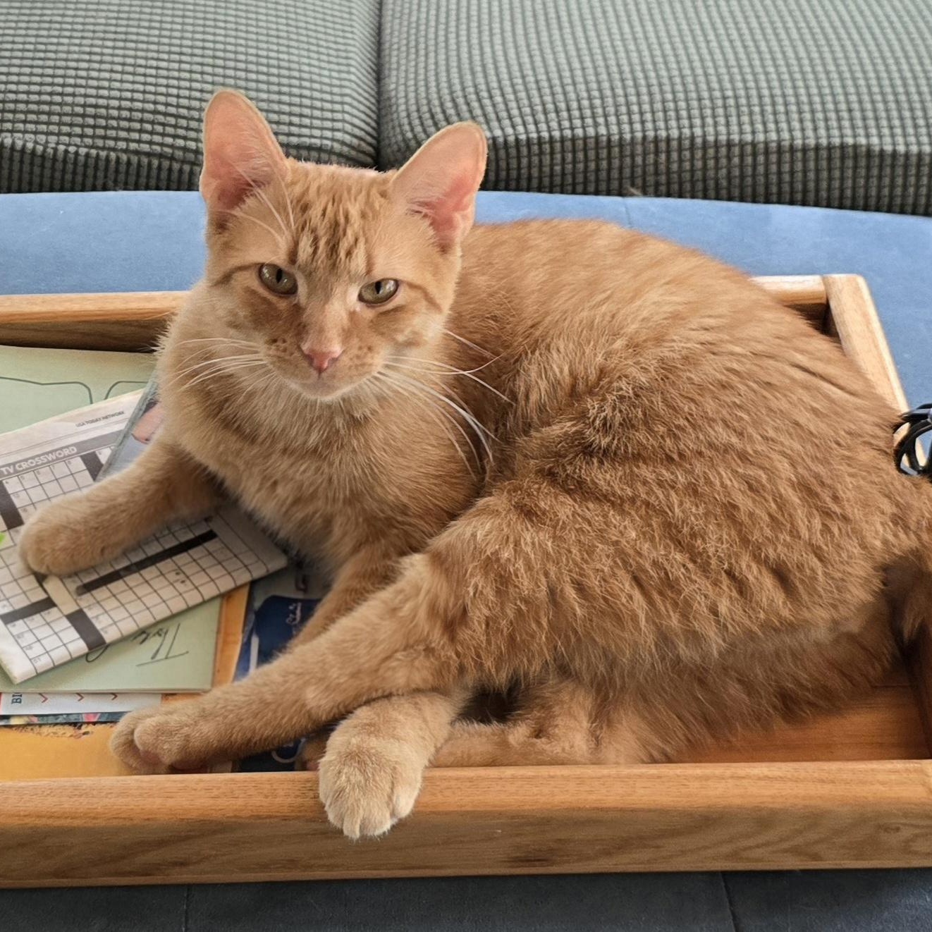 Thor, Adoptable, Young Male Domestic Short Hair.