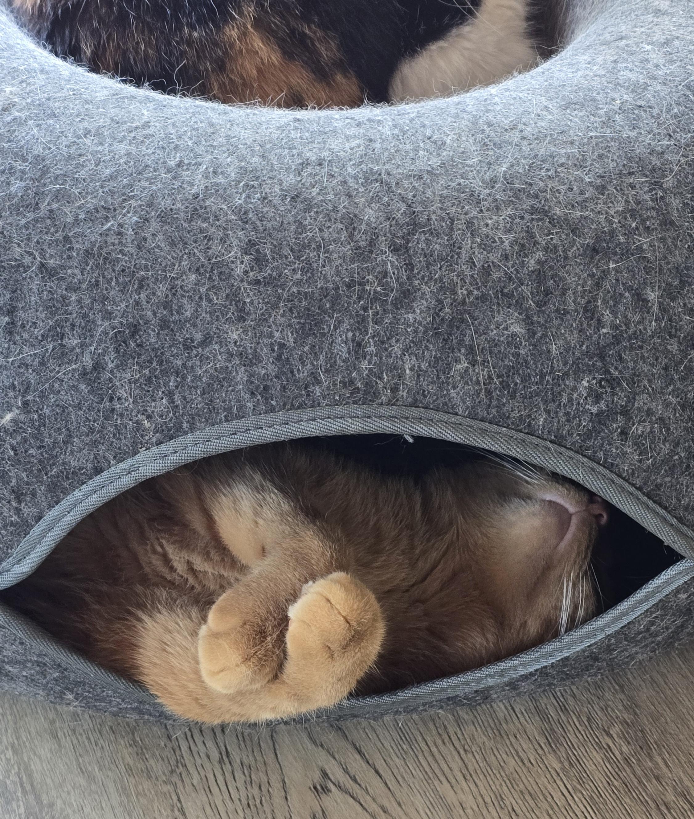 Thor, a Adoptable Domestic Short Hair in Bethel, OH image 3/5