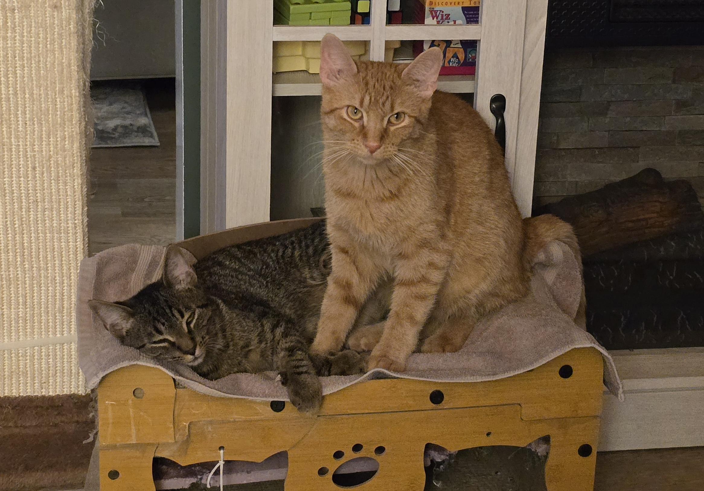 Thor, a Adoptable Domestic Short Hair in Bethel, OH image 5/5