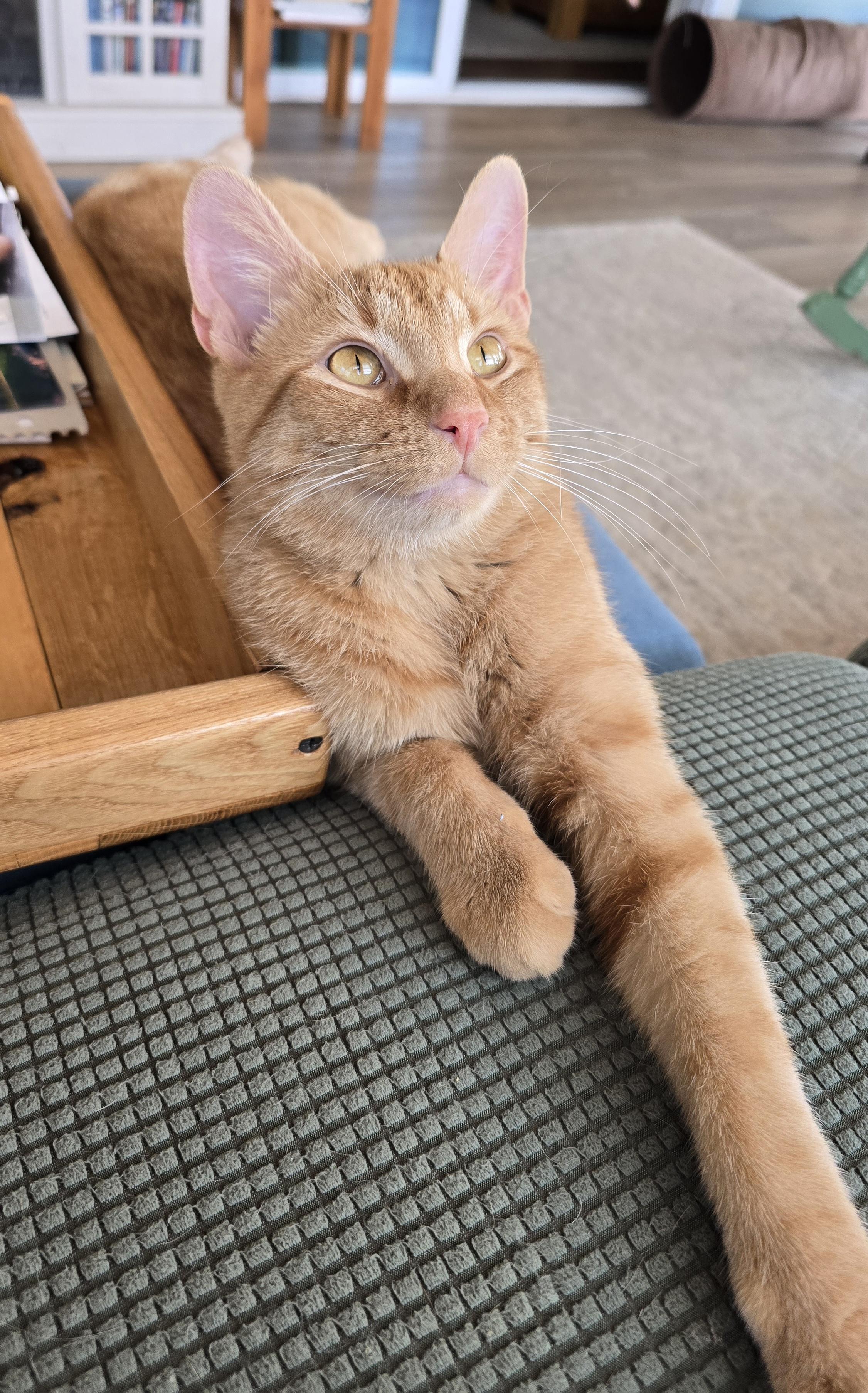 Thor, a Adoptable Domestic Short Hair in Bethel, OH image 2/5