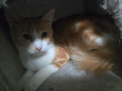 Skye — thumbnail 2