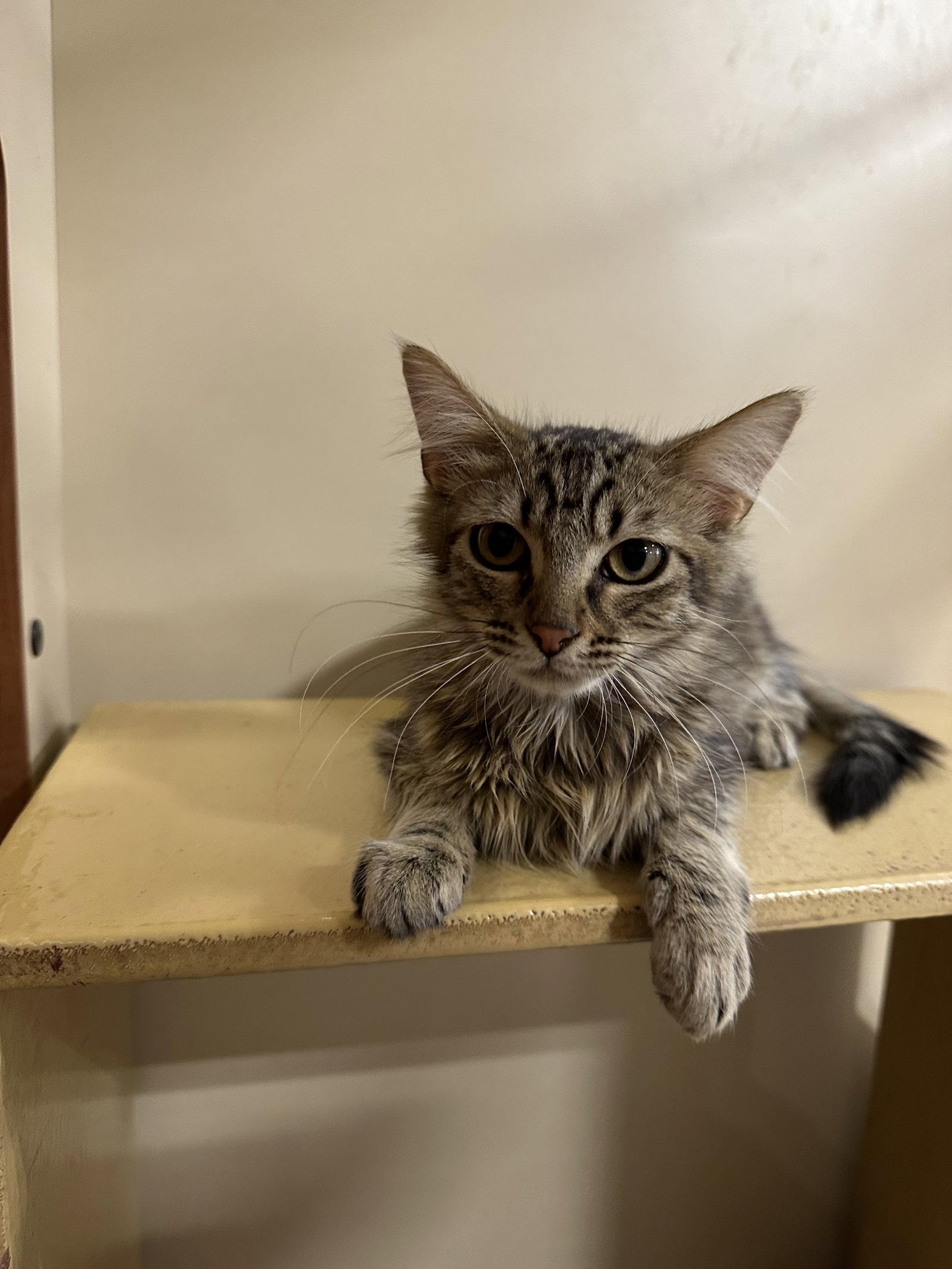 Enlarge Meow-Meows, a Adoptable Domestic Medium Hair in Rowlett, TX image 1/3