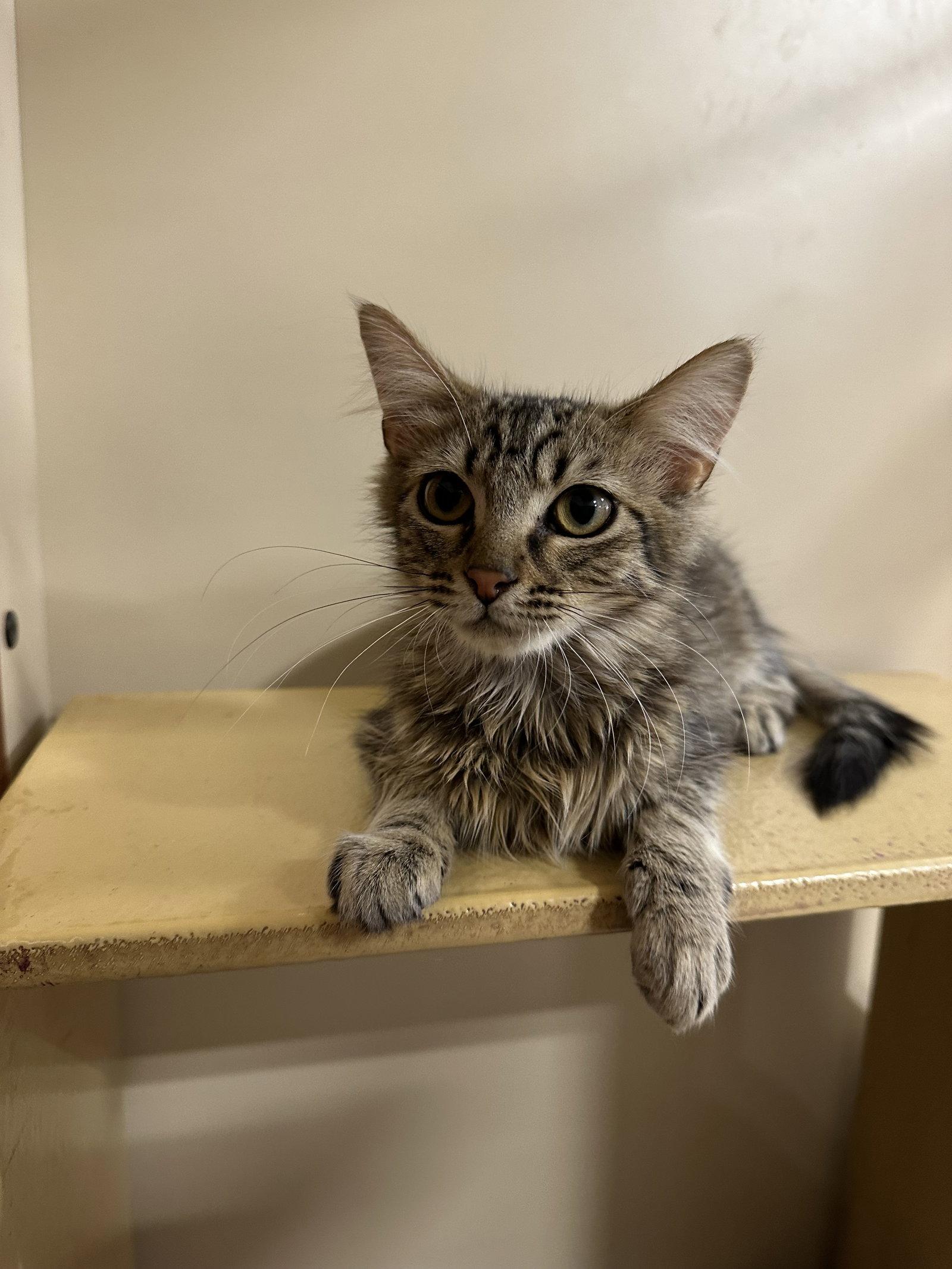 Enlarge Meow-Meows, a Adoptable Domestic Medium Hair in Rowlett, TX image 2/3