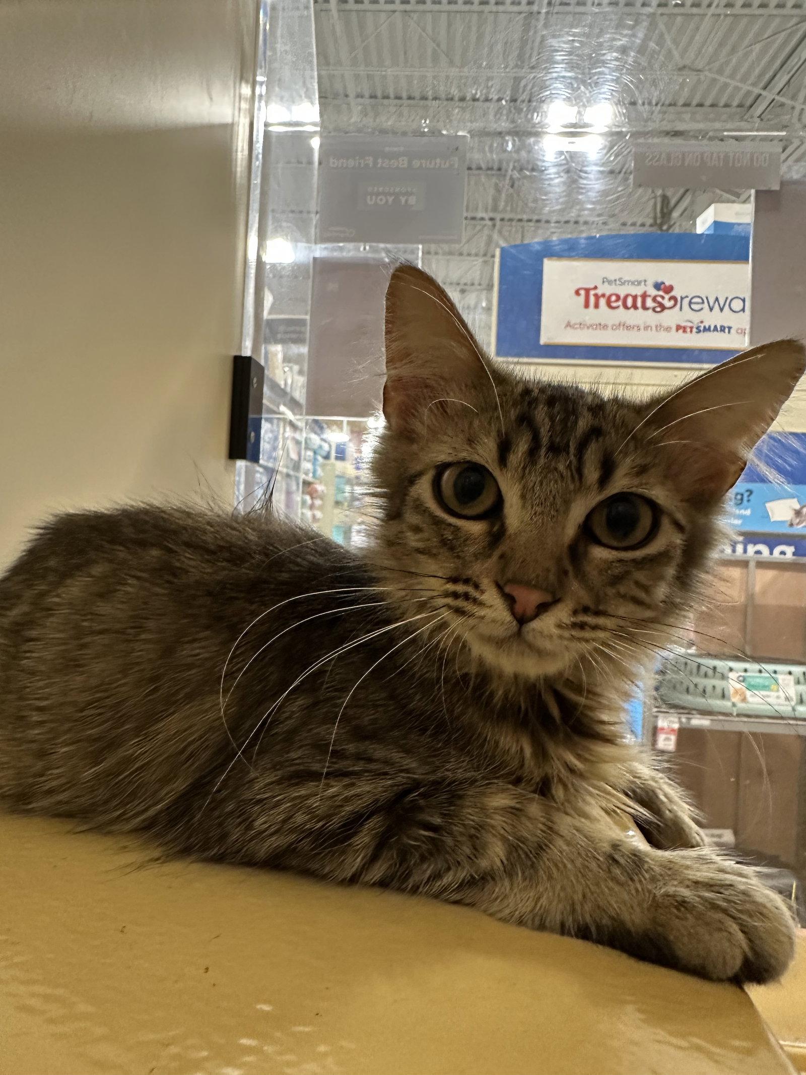 Enlarge Meow-Meows, a Adoptable Domestic Medium Hair in Rowlett, TX image 3/3
