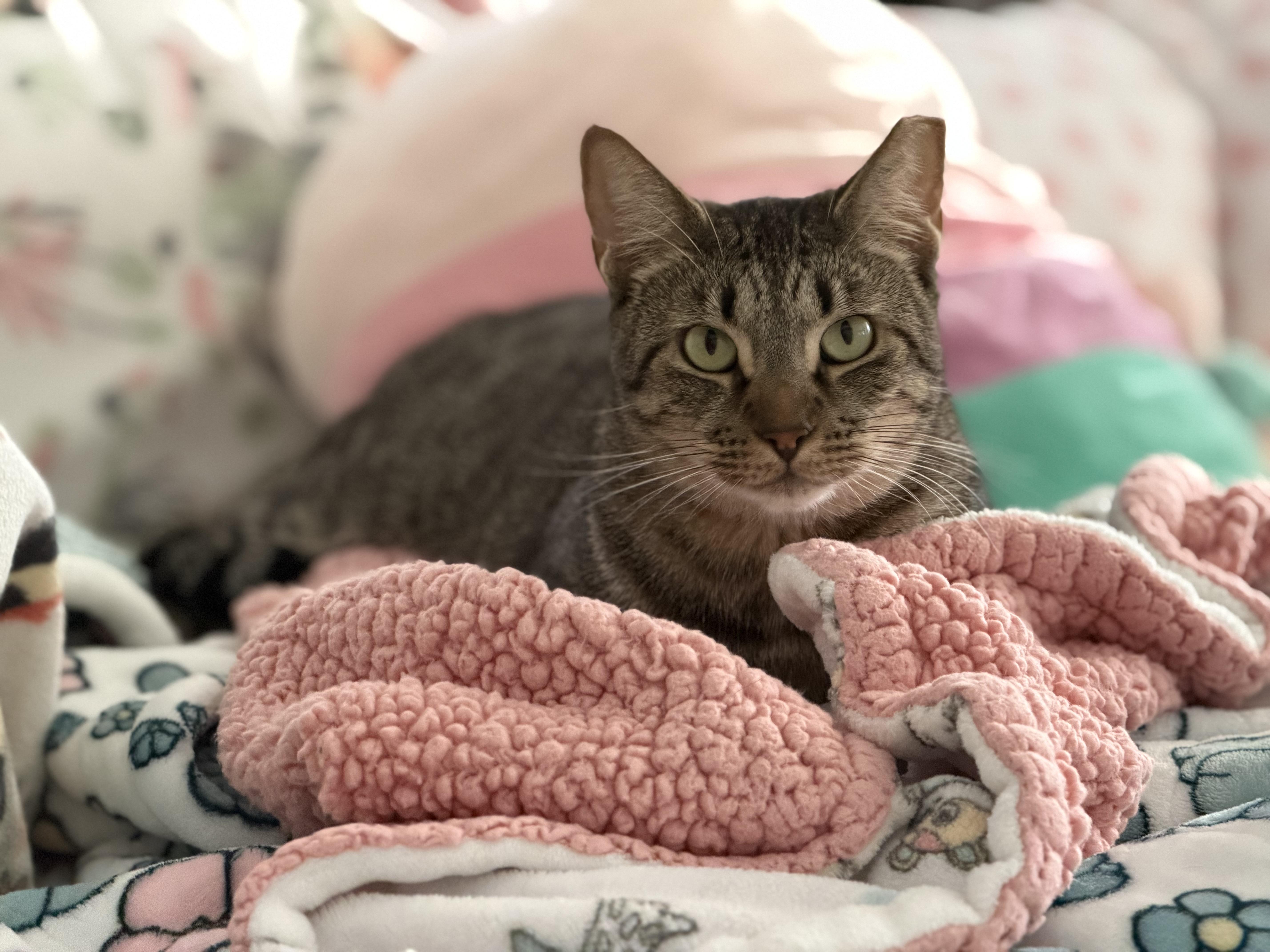Penny & Benny (sweet, playful, gentle), Adoptable, Adult Male Tabby & Domestic Short Hair.