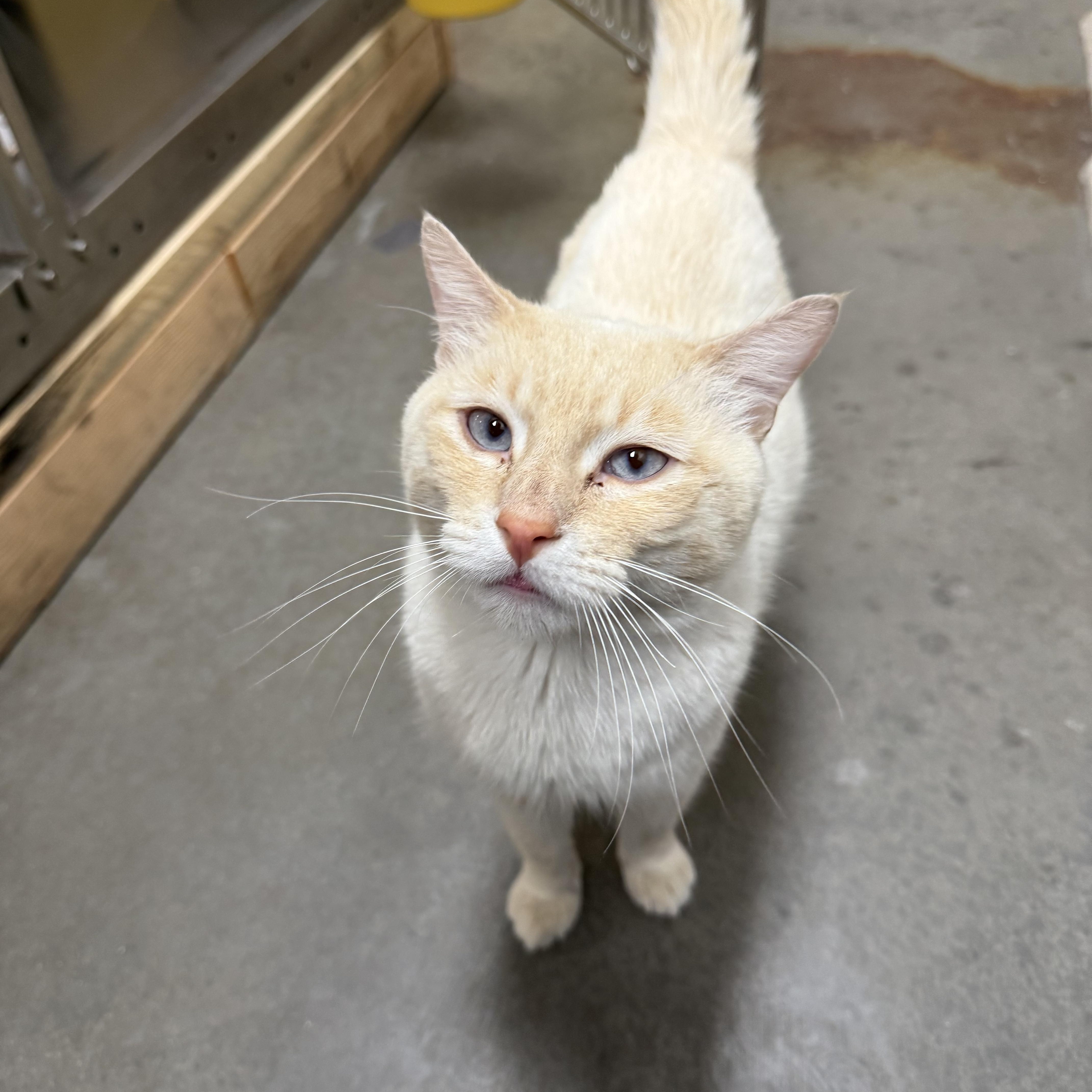 Enlarge Daryl, an adopted mixed breed in Chandler, AZ image 2/4