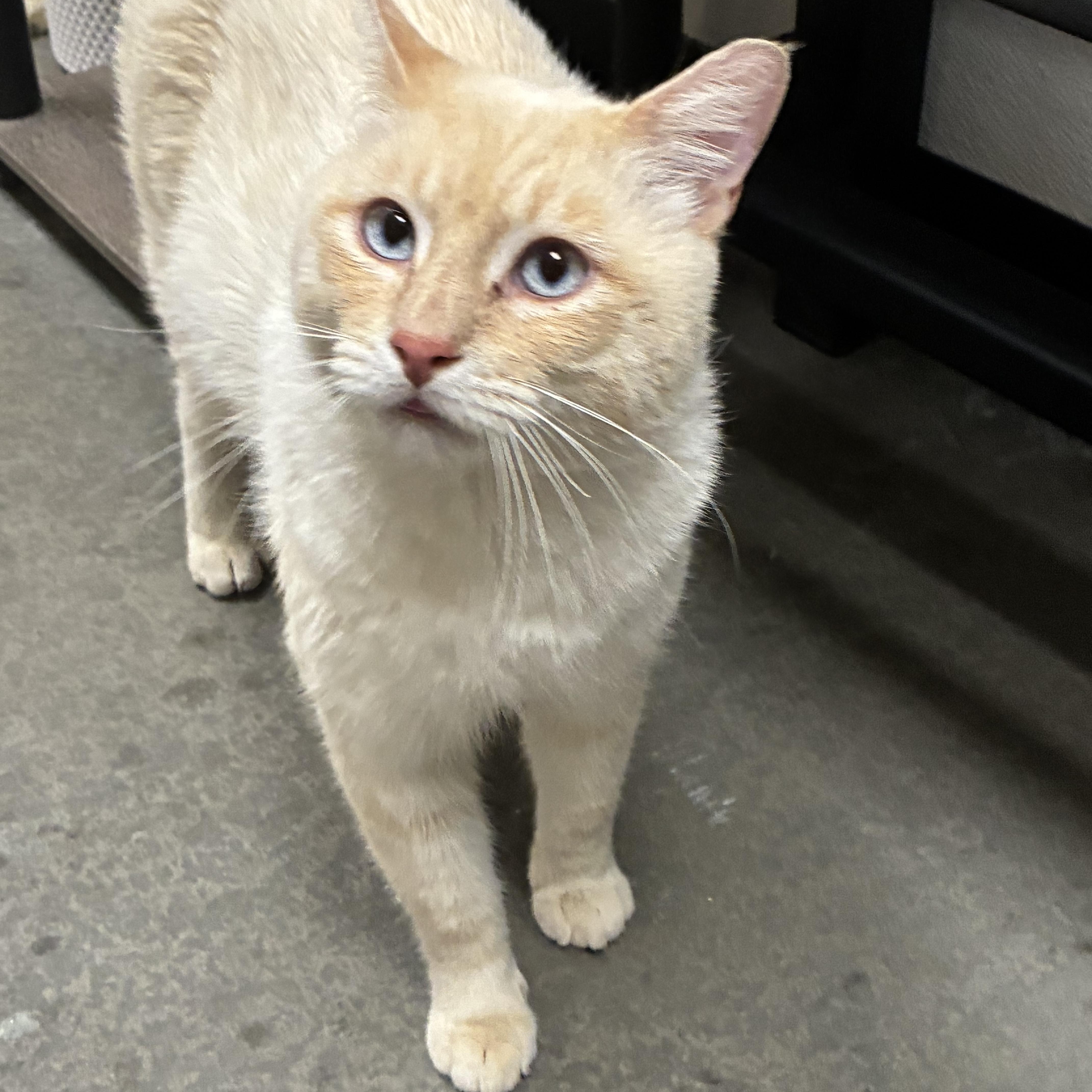 Daryl, ADOPTABLE, Adult Male Siamese.