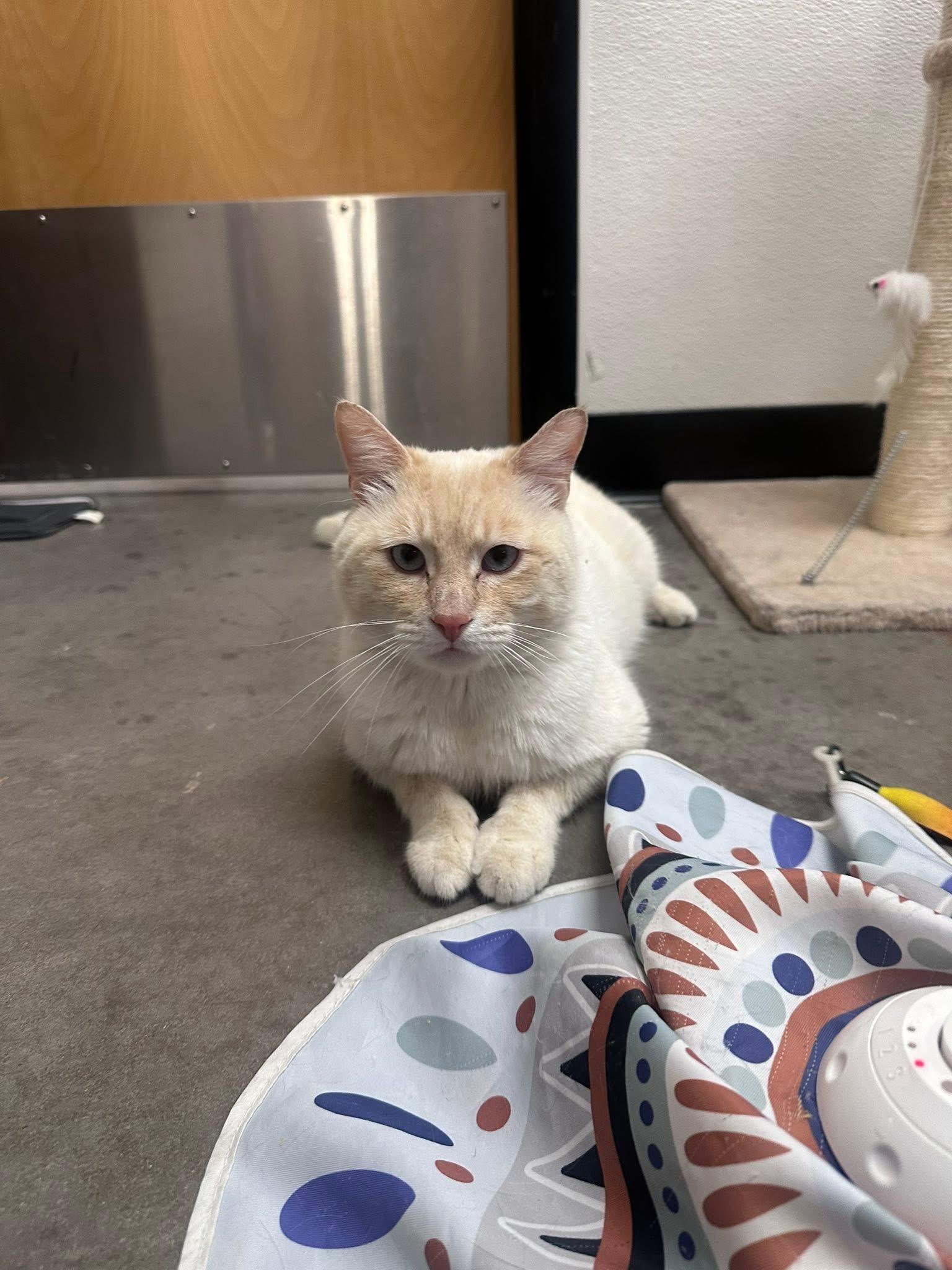 Enlarge Daryl, an adopted mixed breed in Chandler, AZ image 4/4