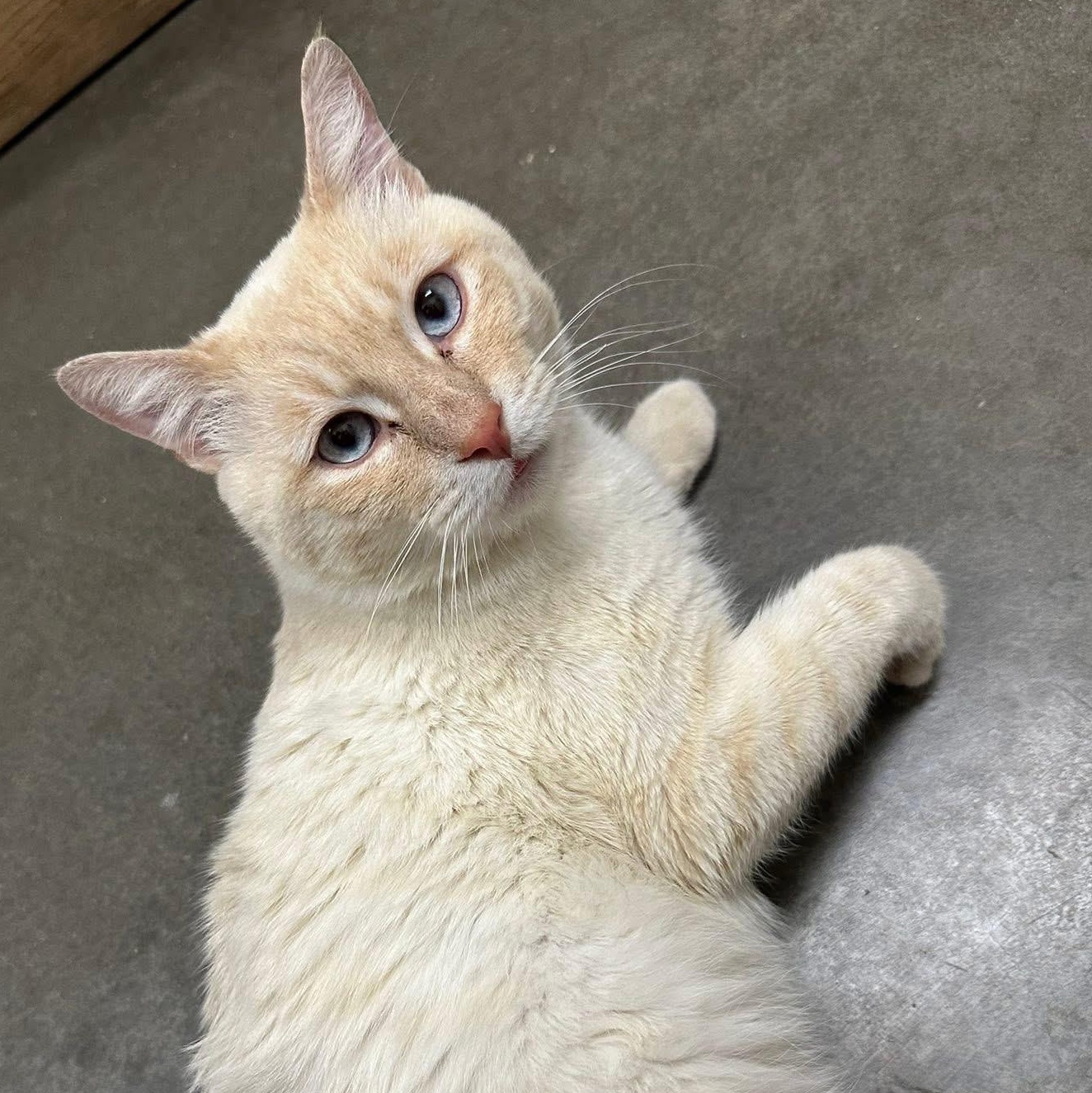 Enlarge Daryl, an adopted mixed breed in Chandler, AZ image 3/4