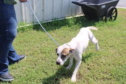 Luke, Adoptable, Adult Male Mixed Breed & Mixed Breed.