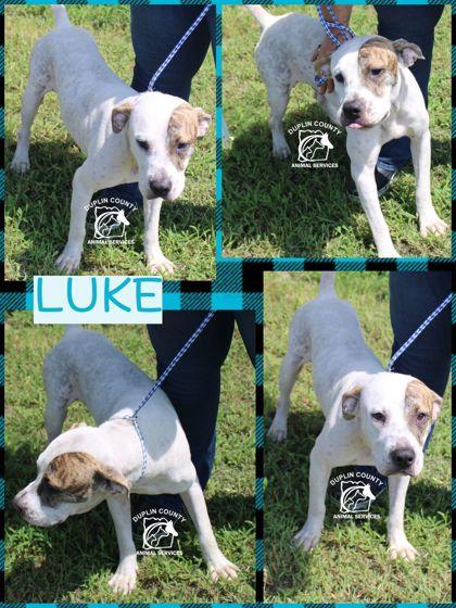 Enlarge Luke, a Adoptable mixed breed in Kenansville, NC image 2/3
