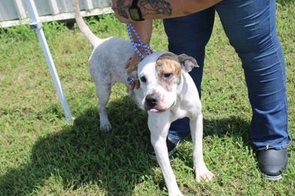 Enlarge Luke, a Adoptable mixed breed in Kenansville, NC image 3/3